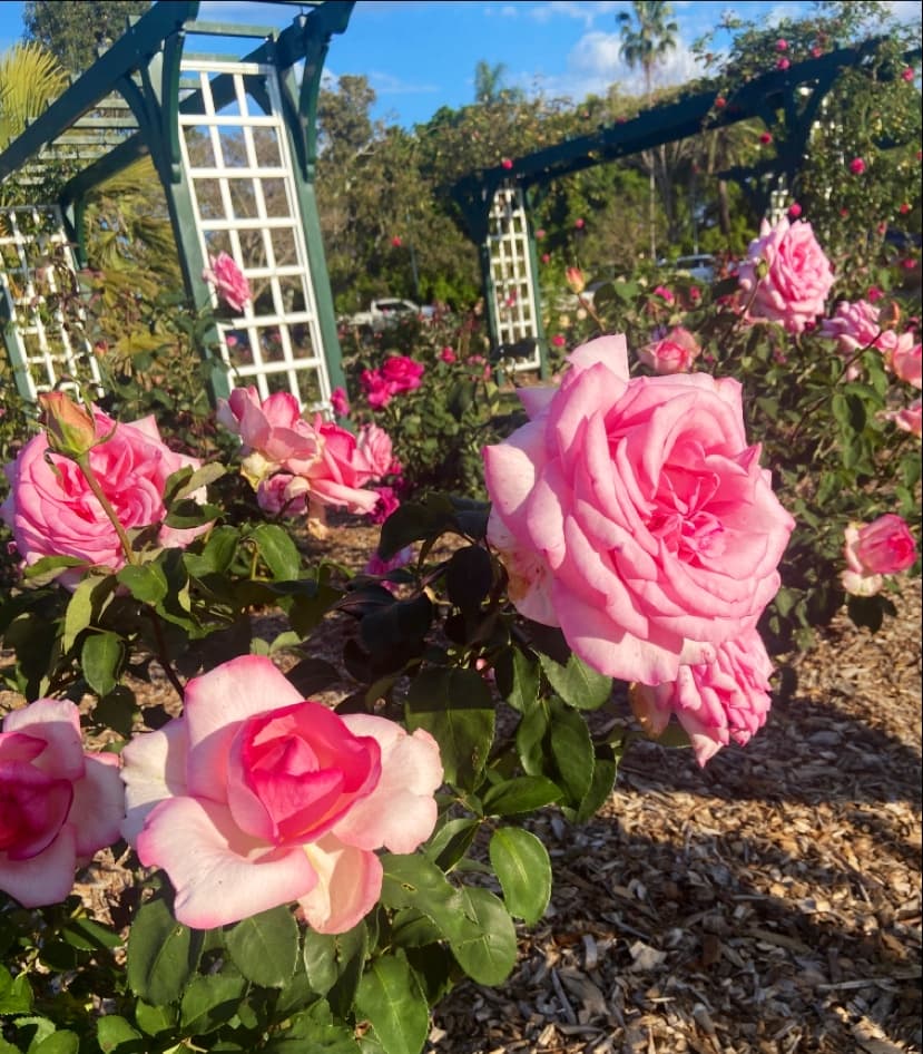 New Farm Park Rose Gardens — New Farm, Brisbane