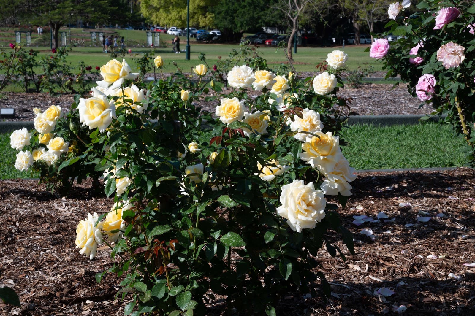 New Farm Park Rose Gardens — New Farm, Brisbane