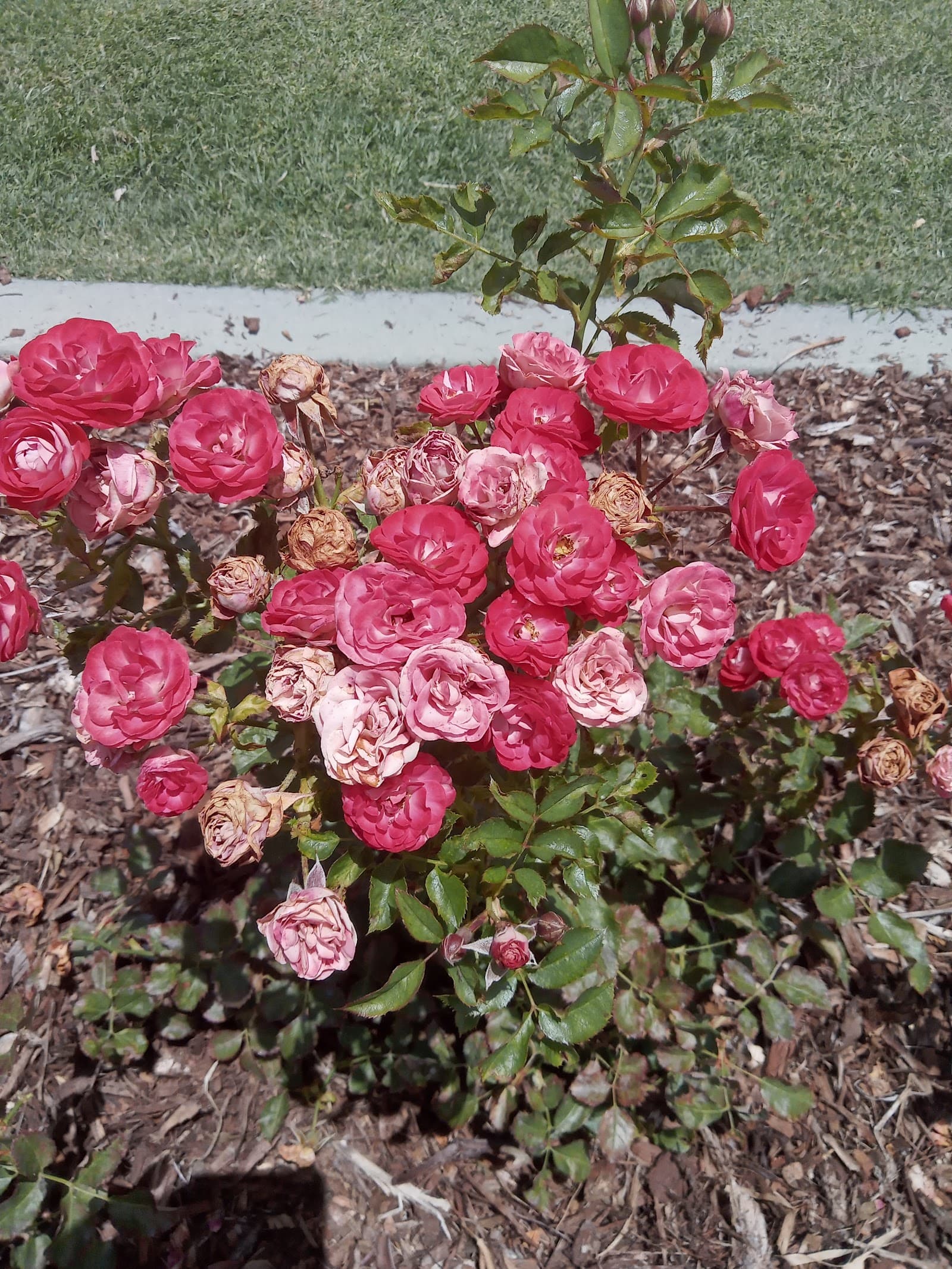 New Farm Park Rose Gardens — New Farm, Brisbane
