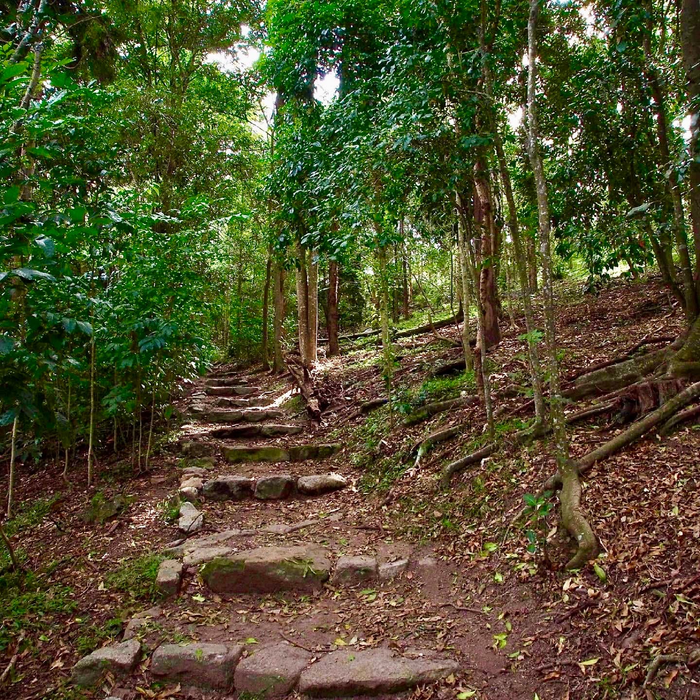 Teneriffe Park — Teneriffe, Brisbane