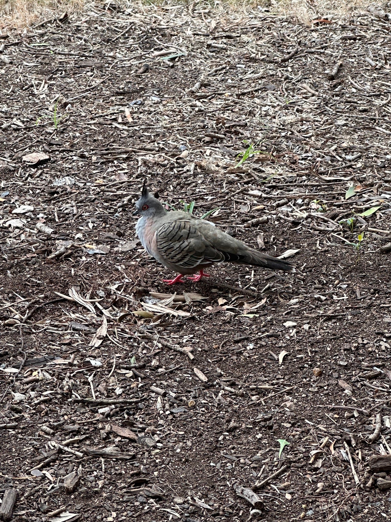 Musgrave Park — West End, Brisbane