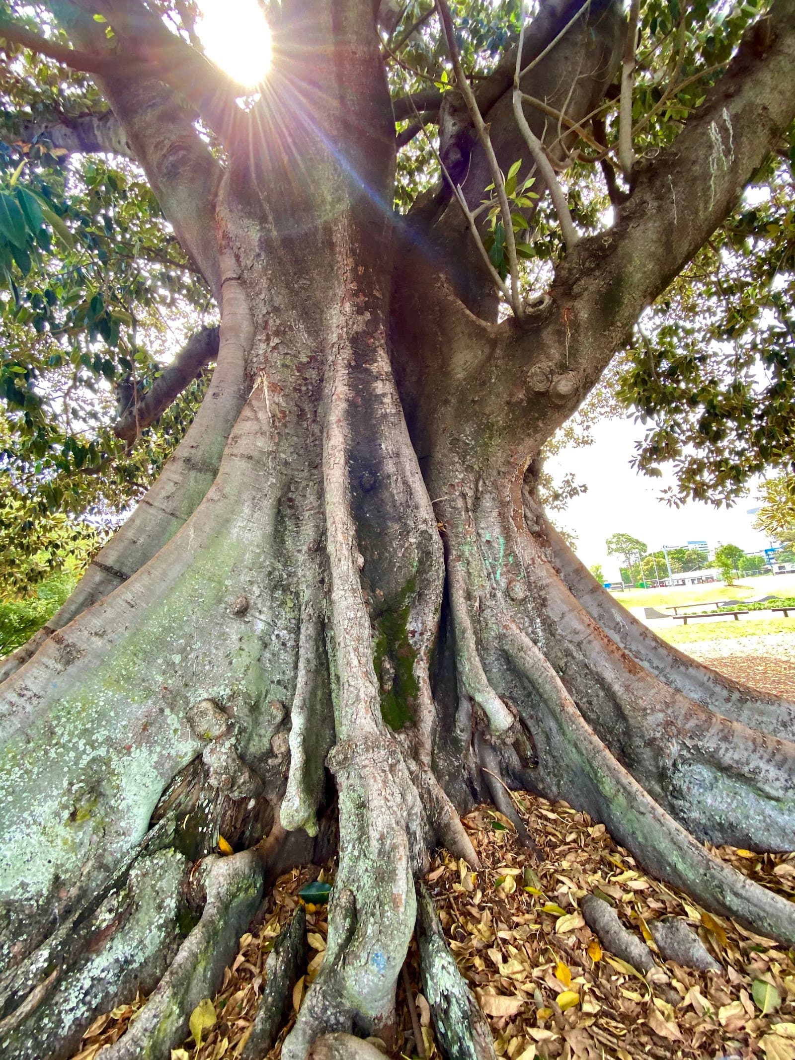 Davies Park — South Brisbane, Brisbane