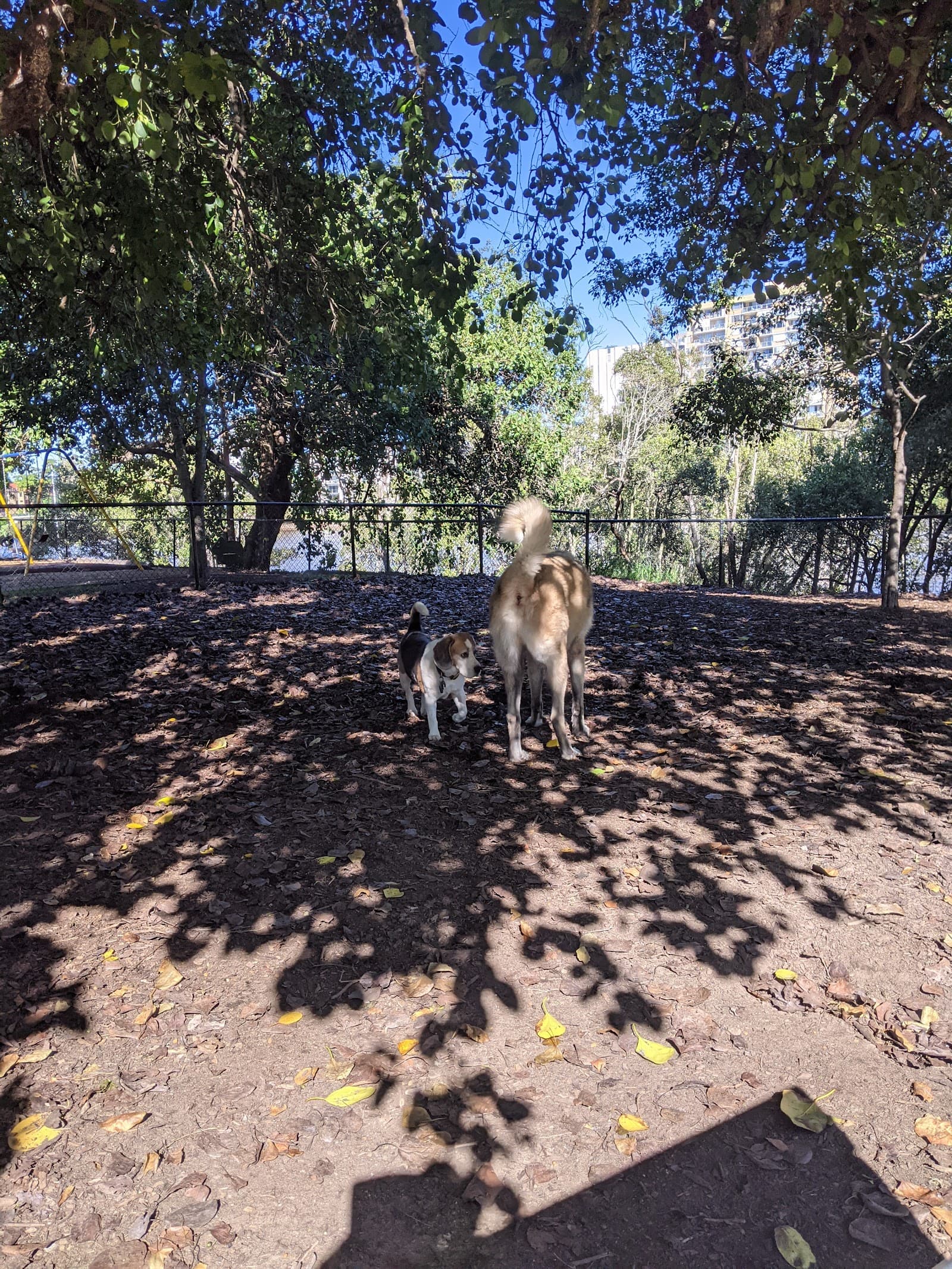 Orleigh Dog Park — West End, Brisbane