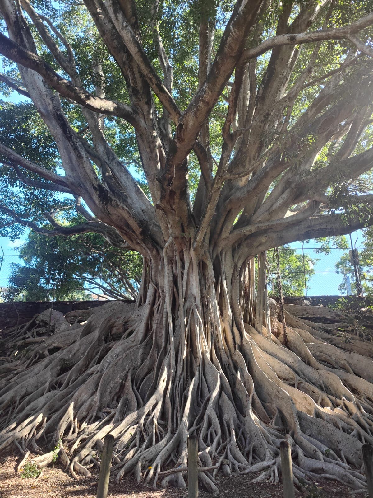 Neal Macrossan Playground Park Fenced Dog Park — Paddington, Brisbane