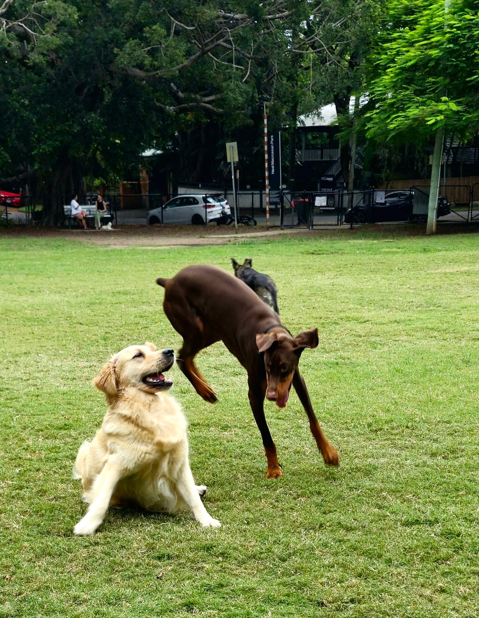 Neal Macrossan Playground Park Fenced Dog Park — Paddington, Brisbane