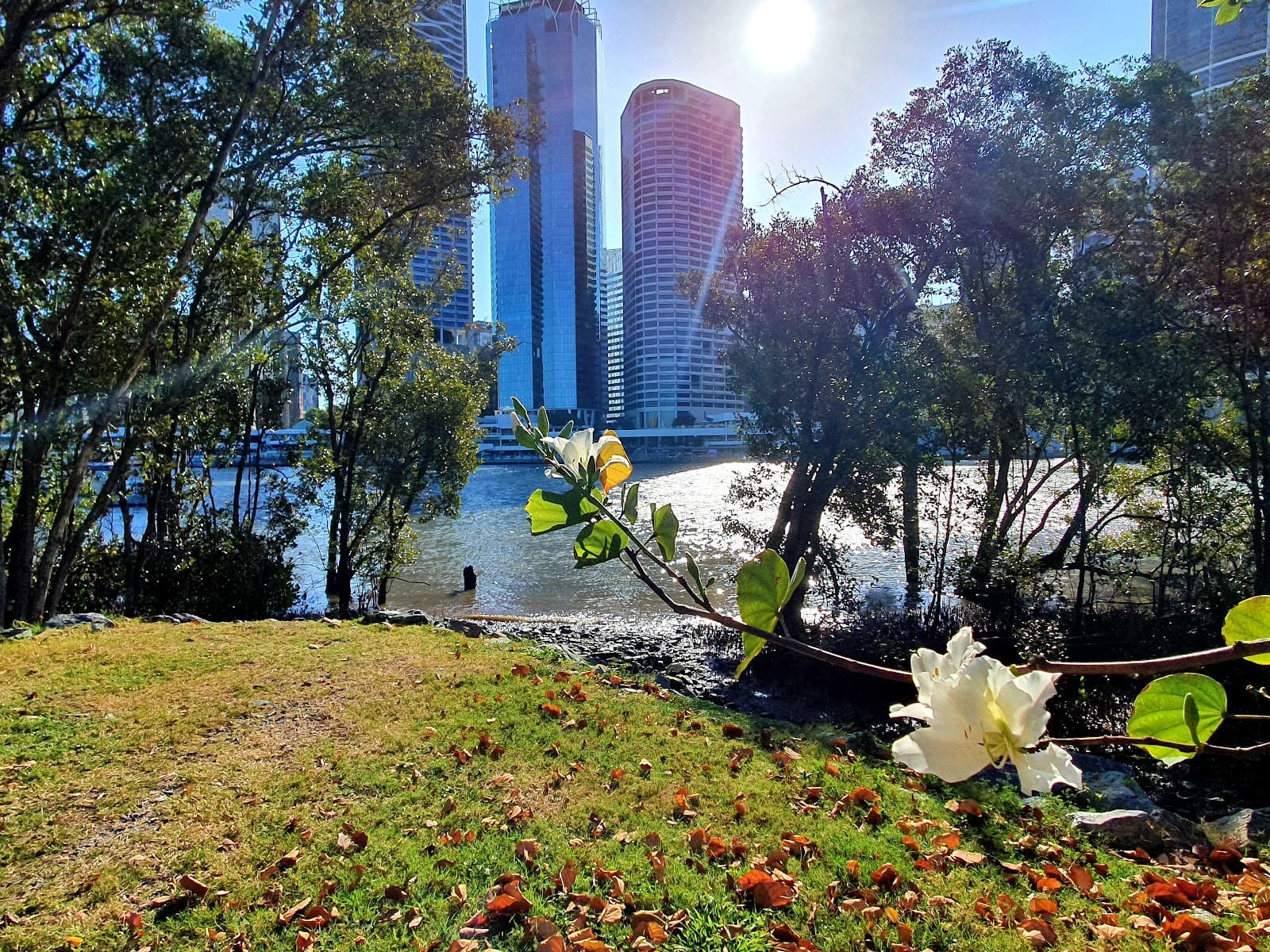 James Warner Park Fenced Dog Park — Kangaroo Point, Brisbane
