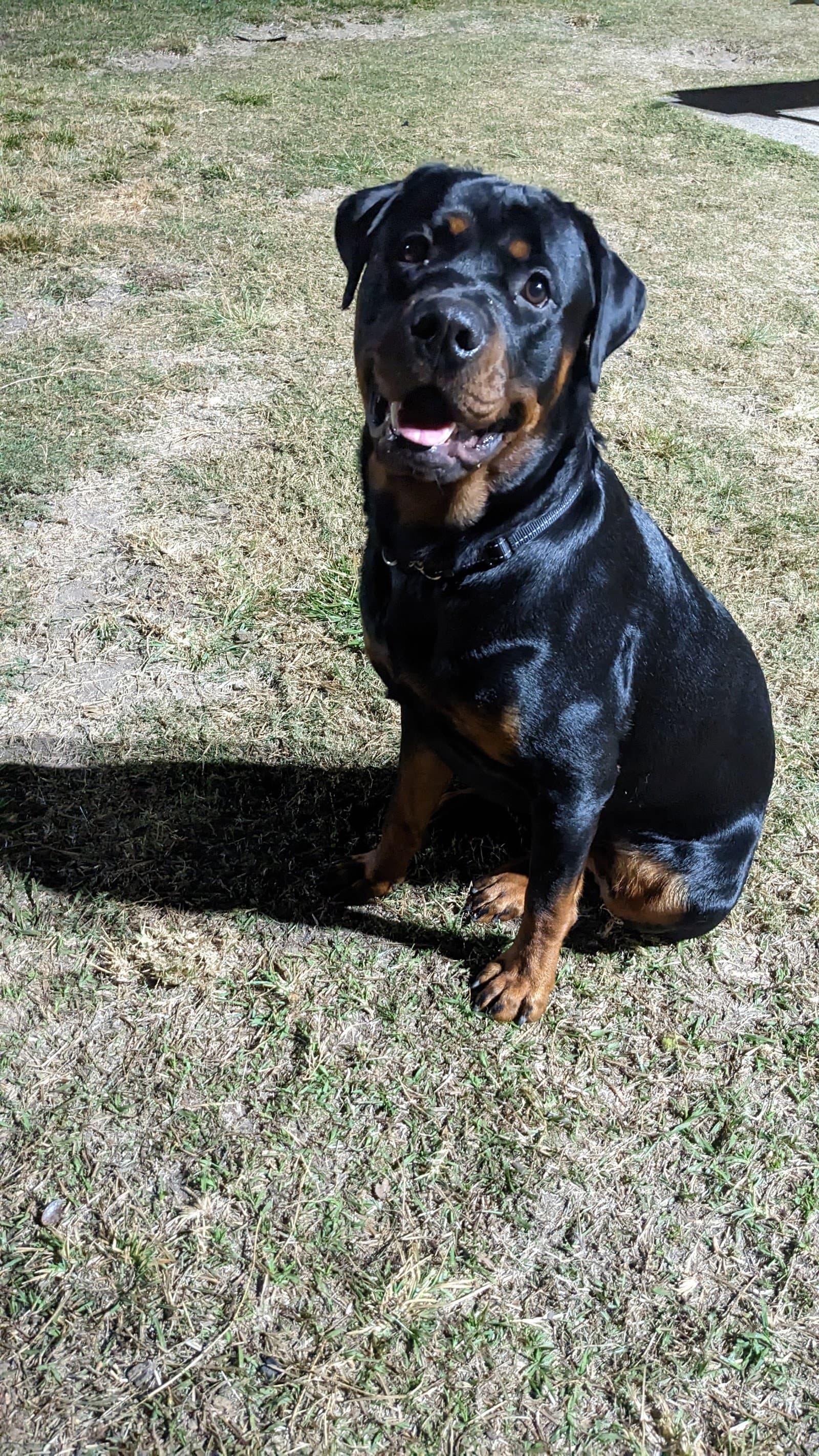 Milton Park Fenced Dog Park — Milton, Brisbane