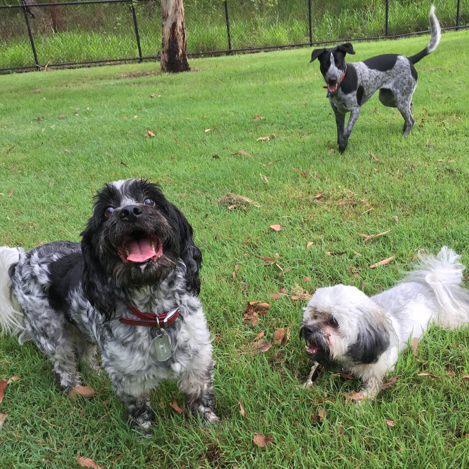 Milton Park Fenced Dog Park — Milton, Brisbane