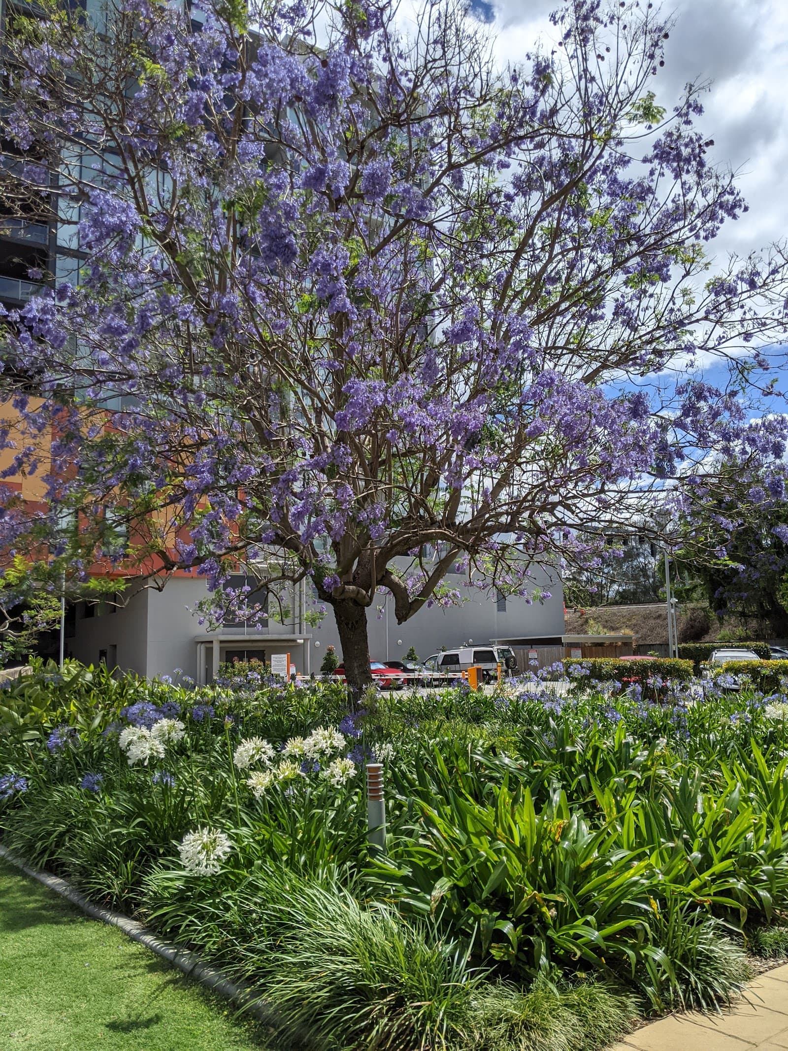 Patrick Lane Park — Toowong, Brisbane