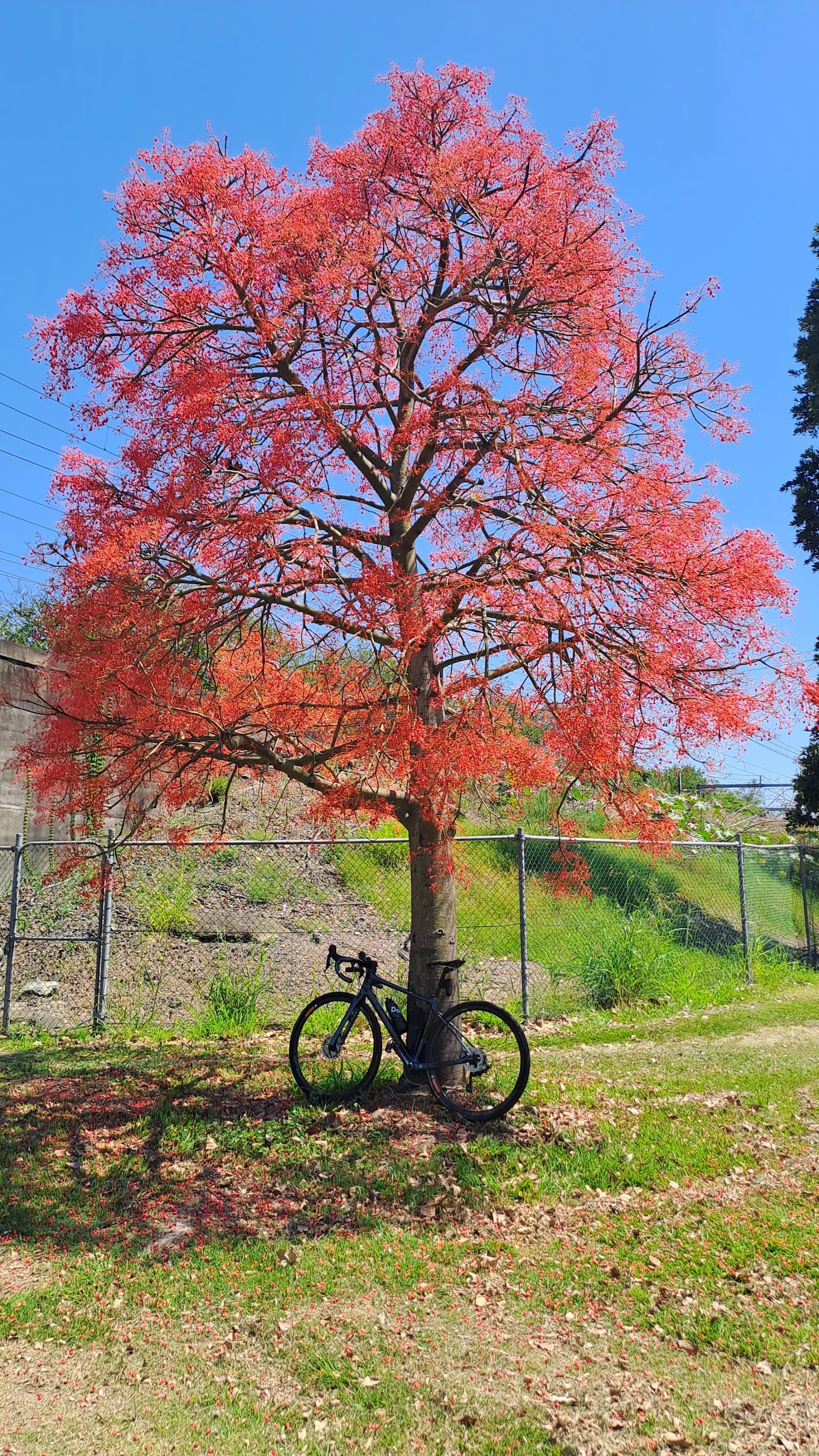 Patrick Lane Park — Toowong, Brisbane
