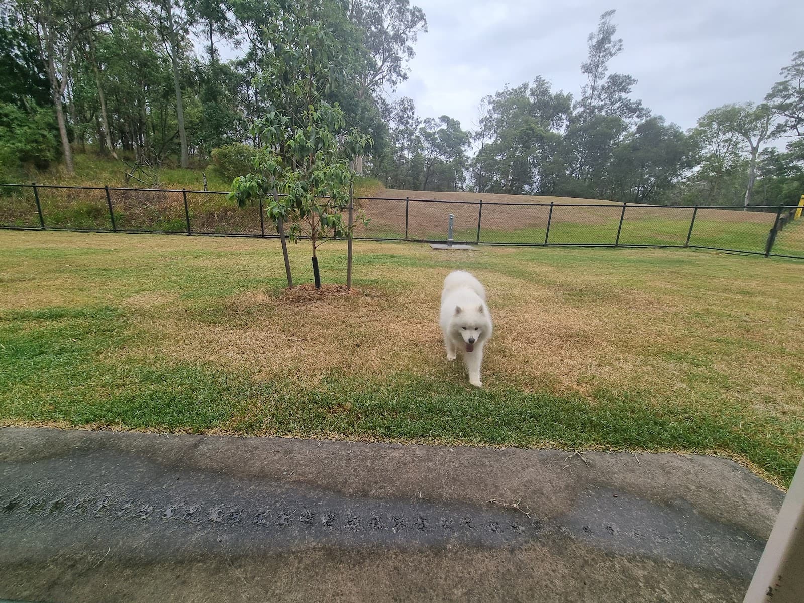 Anzac Park Fenced Dog Park — Toowong, Brisbane
