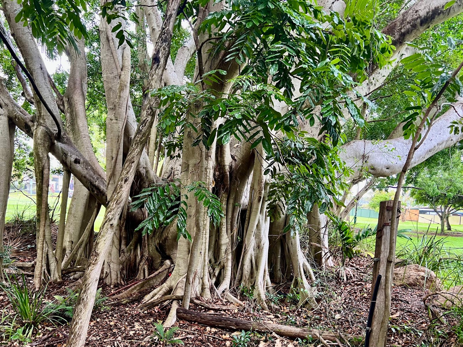 Huxtable Park — Chermside, Brisbane