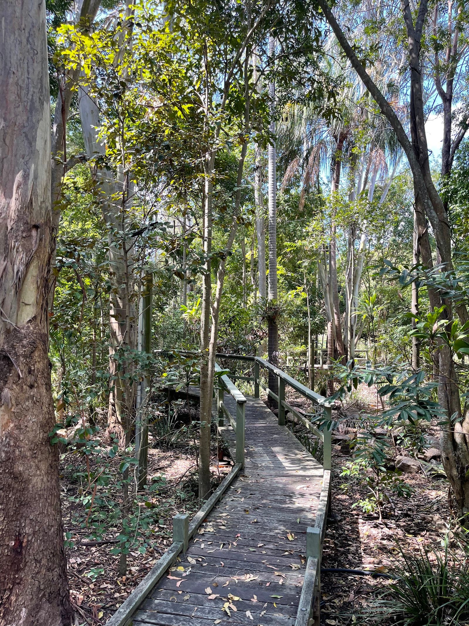 Huxtable Park Rainforest Boardwalk — Chermside, Brisbane