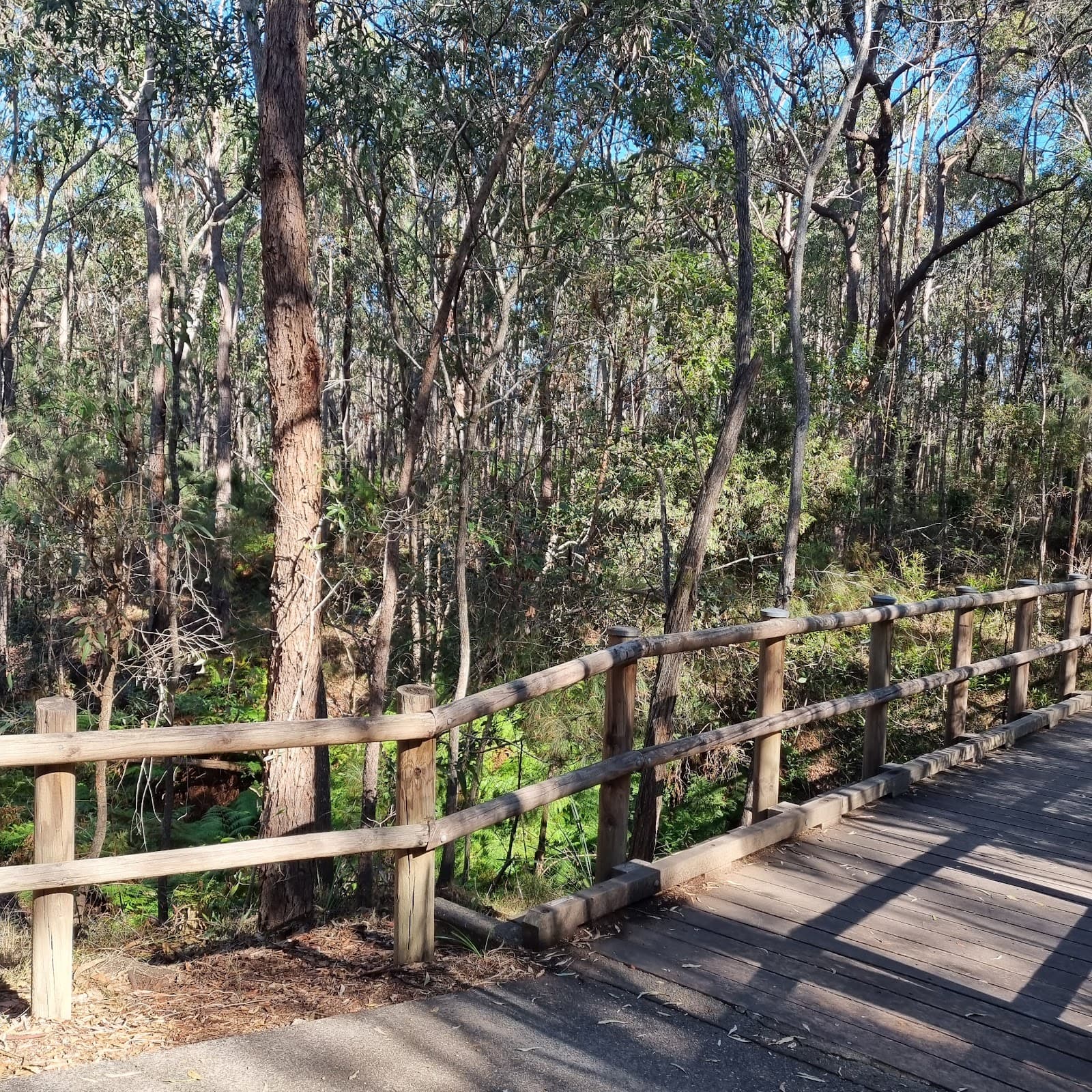 Huxtable Park Rainforest Boardwalk — Chermside, Brisbane