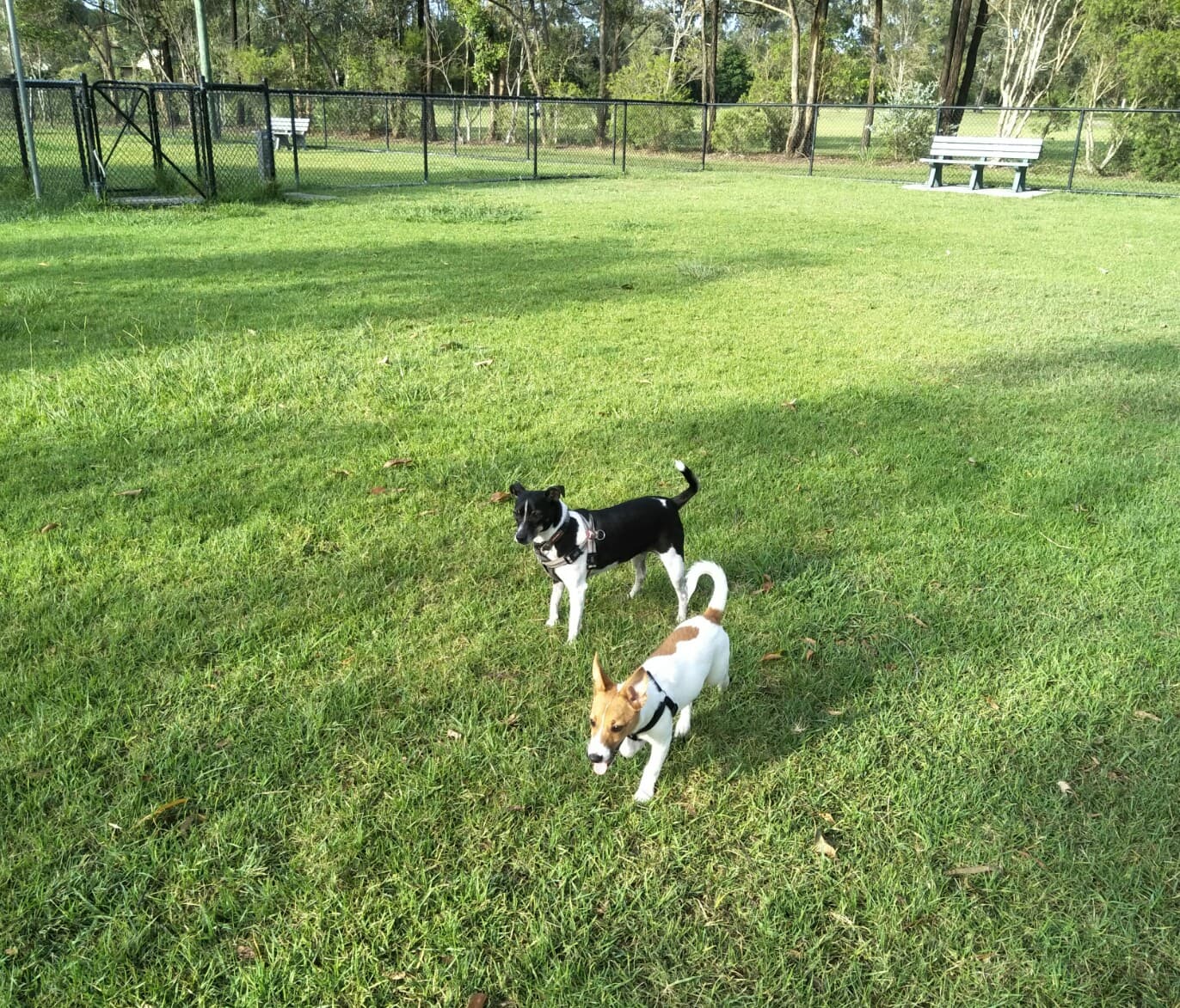 Chermside Dog Park — Chermside, Brisbane
