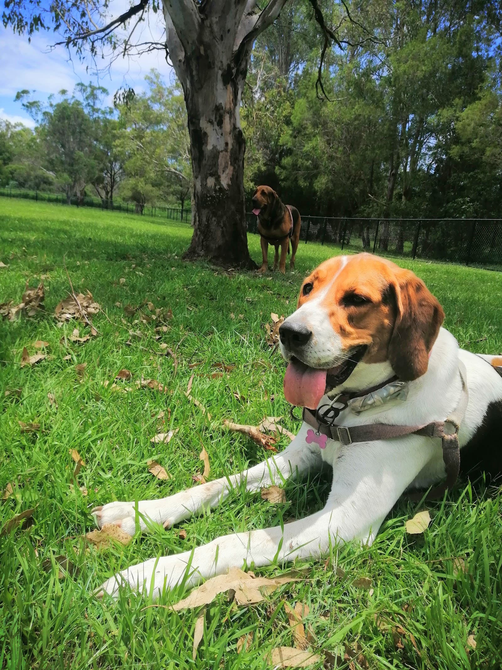 Chermside Dog Park — Chermside, Brisbane