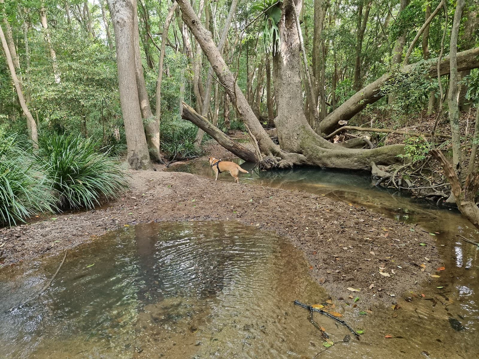 Rainbow Forest Park — Indooroopilly, Brisbane