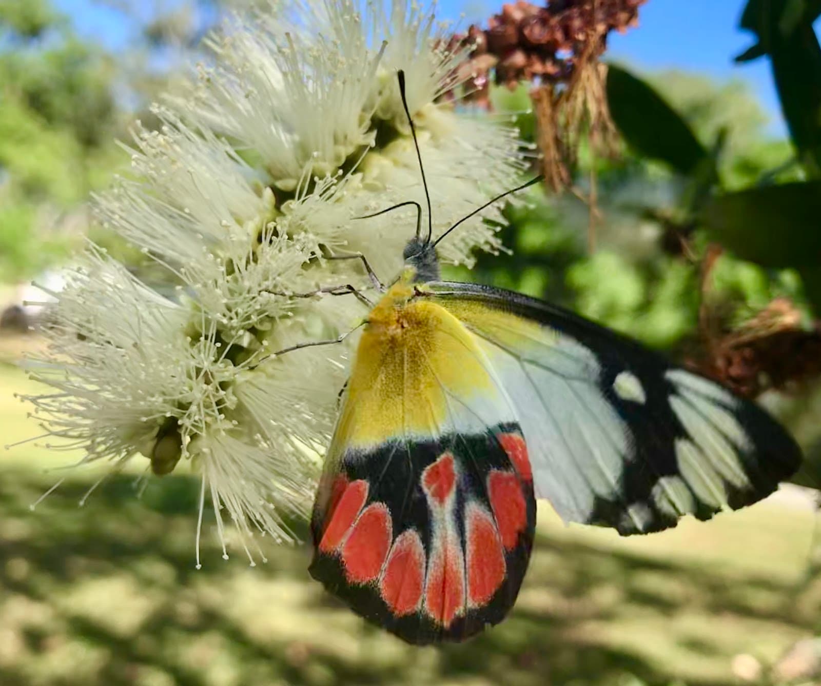 Carinya Street Park — Indooroopilly, Brisbane