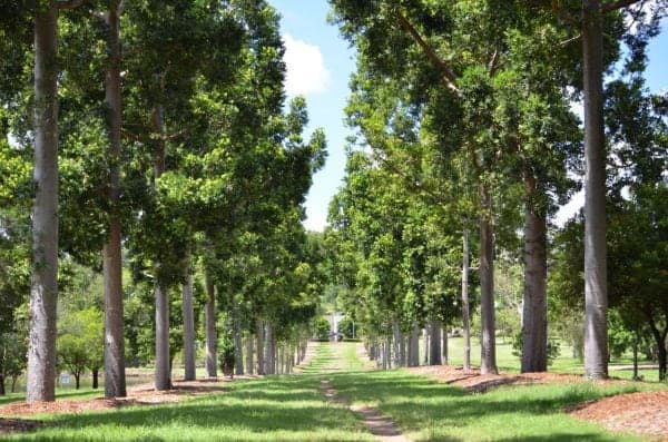 Sherwood Arboretum — Indooroopilly, Brisbane