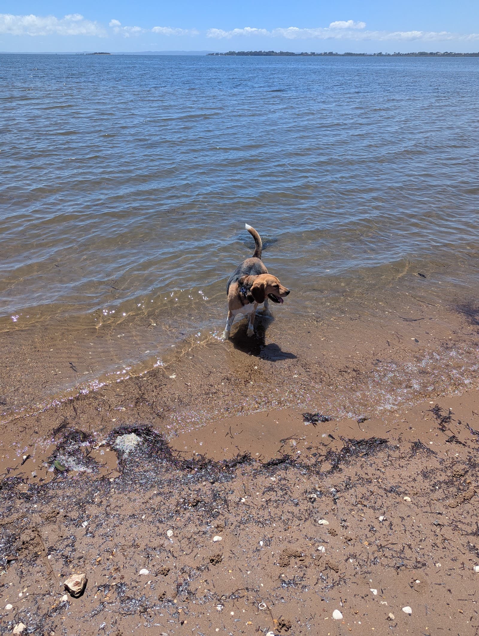 Manly Off-leash Dog Beach — Manly, Brisbane