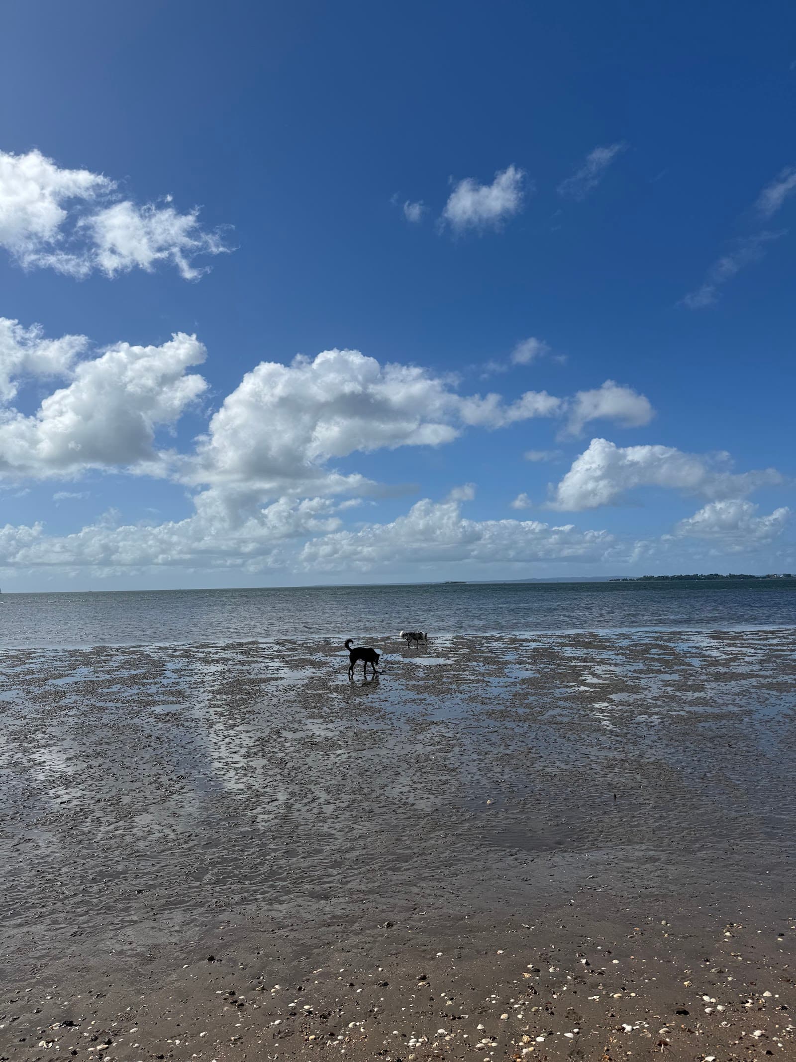 Manly Off-leash Dog Beach — Manly, Brisbane