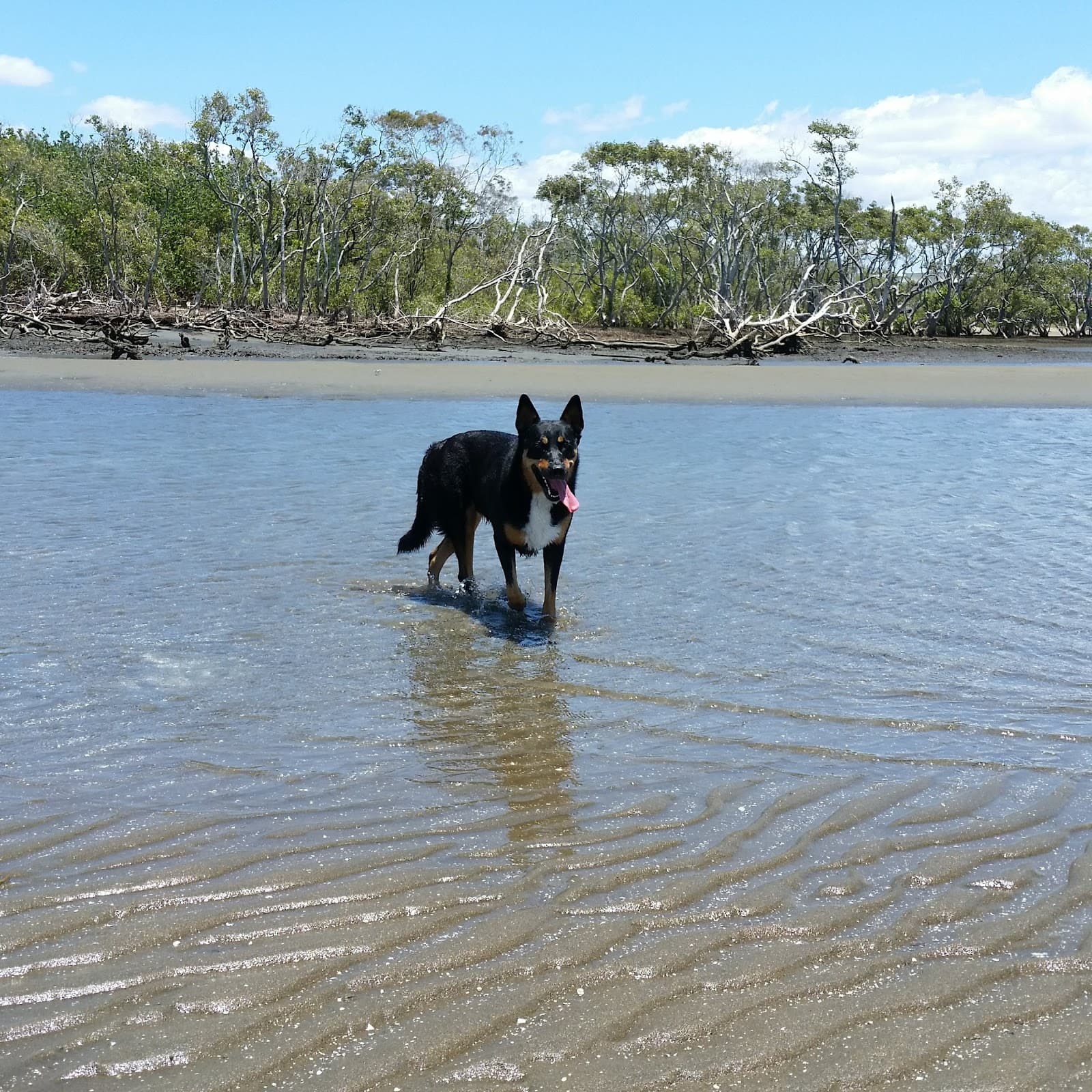 Nudgee Beach Dog Park — Wynnum, Brisbane