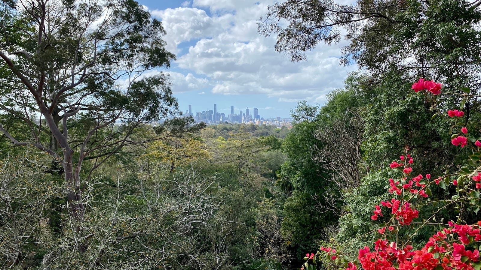 Mt Coot-tha Botanical Gardens Lookout — Toowong, Brisbane