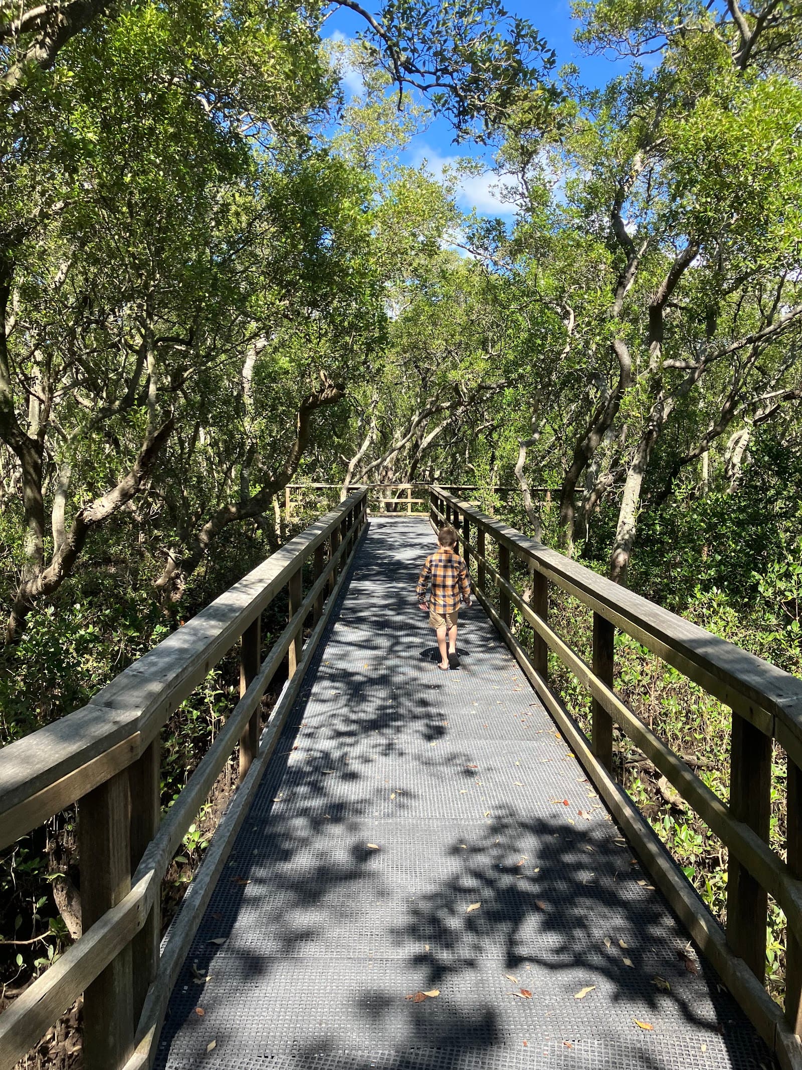 Mangrove Walk — Wynnum, Brisbane