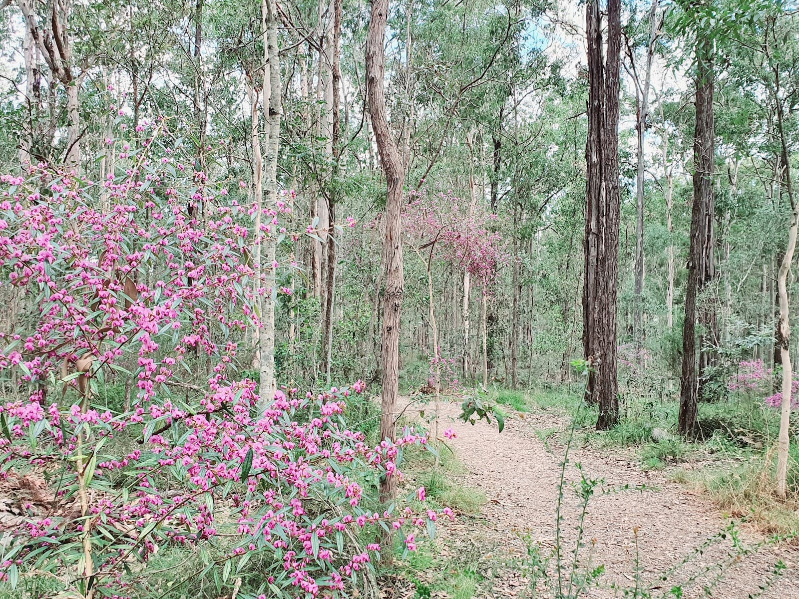 Honeyeater Hiking Track — Indooroopilly, Brisbane