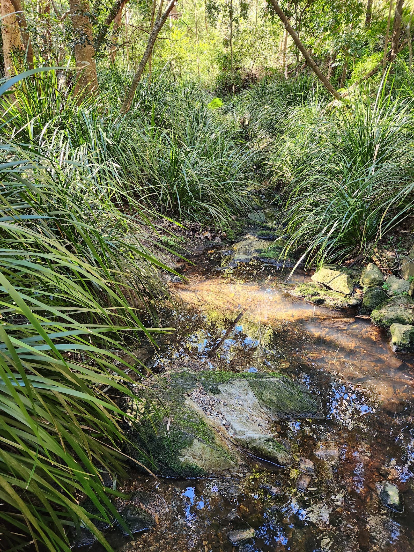 Seven Hills Bushland Reserve — Fortitude Valley, Brisbane