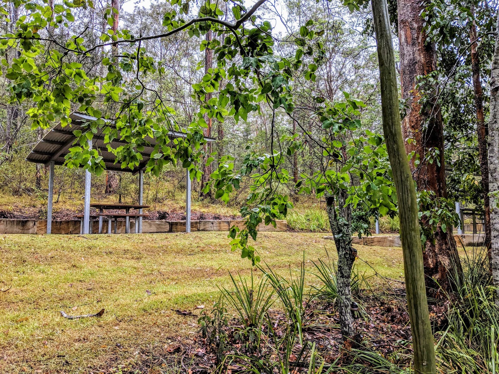 Hoop Pine — Toowong, Brisbane