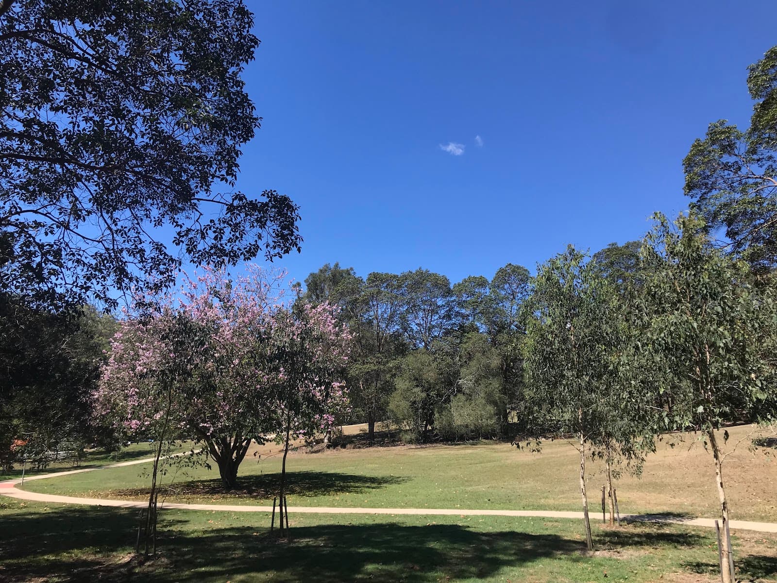 Silky Oak Picnic Area — Toowong, Brisbane