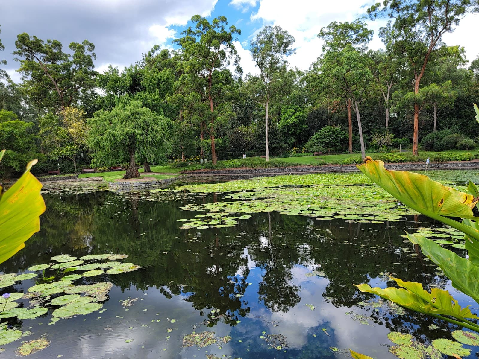 Brisbane Botanic Gardens Lagoon — Toowong, Brisbane