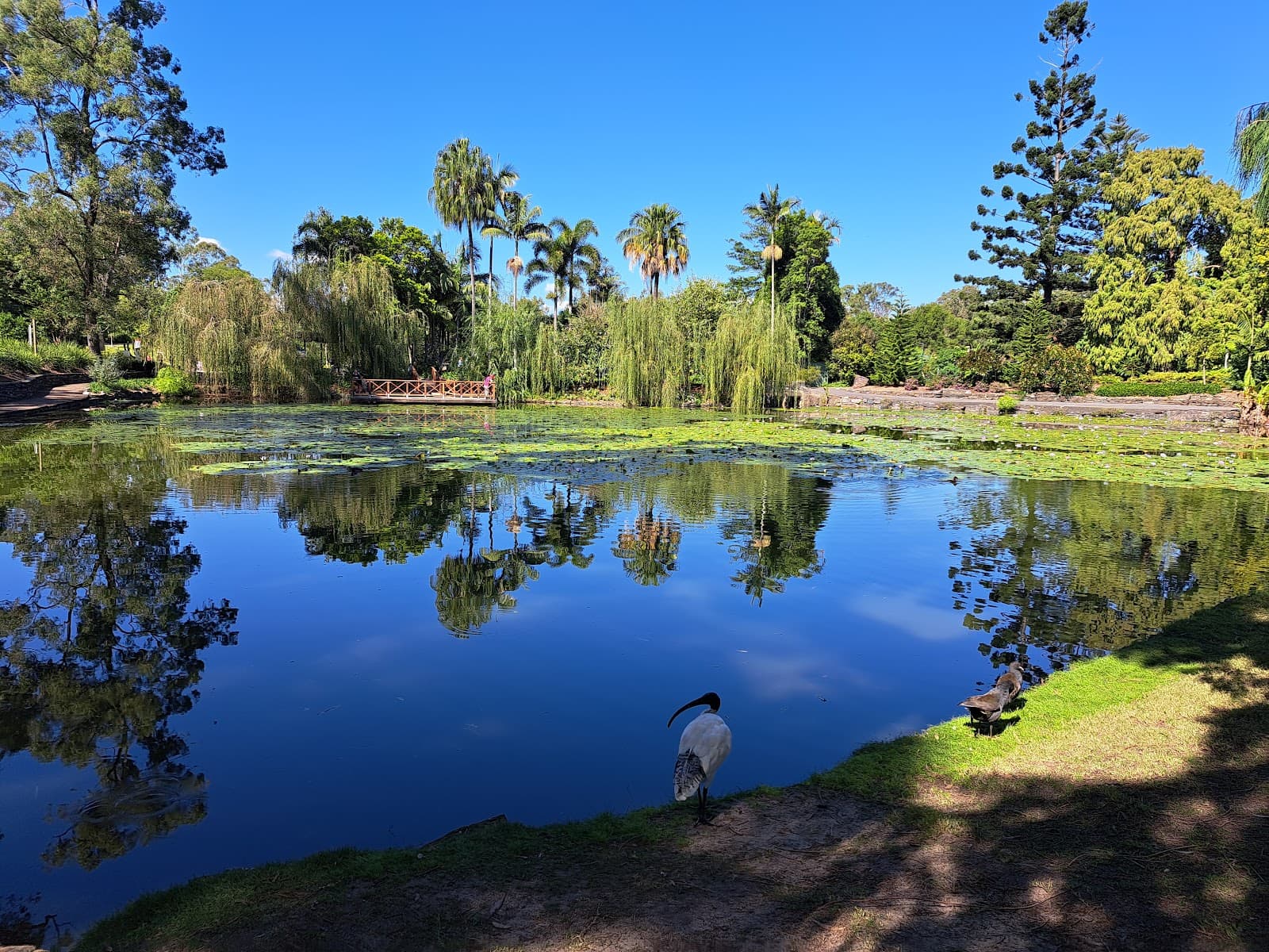 Brisbane Botanic Gardens Lagoon — Toowong, Brisbane