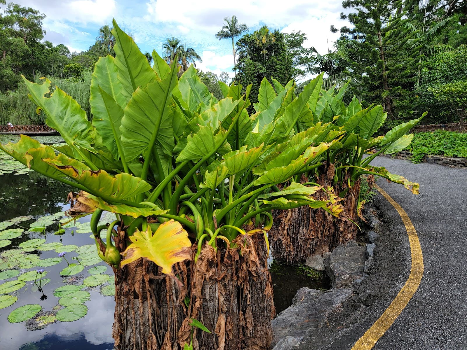 Brisbane Botanic Gardens Lagoon — Toowong, Brisbane