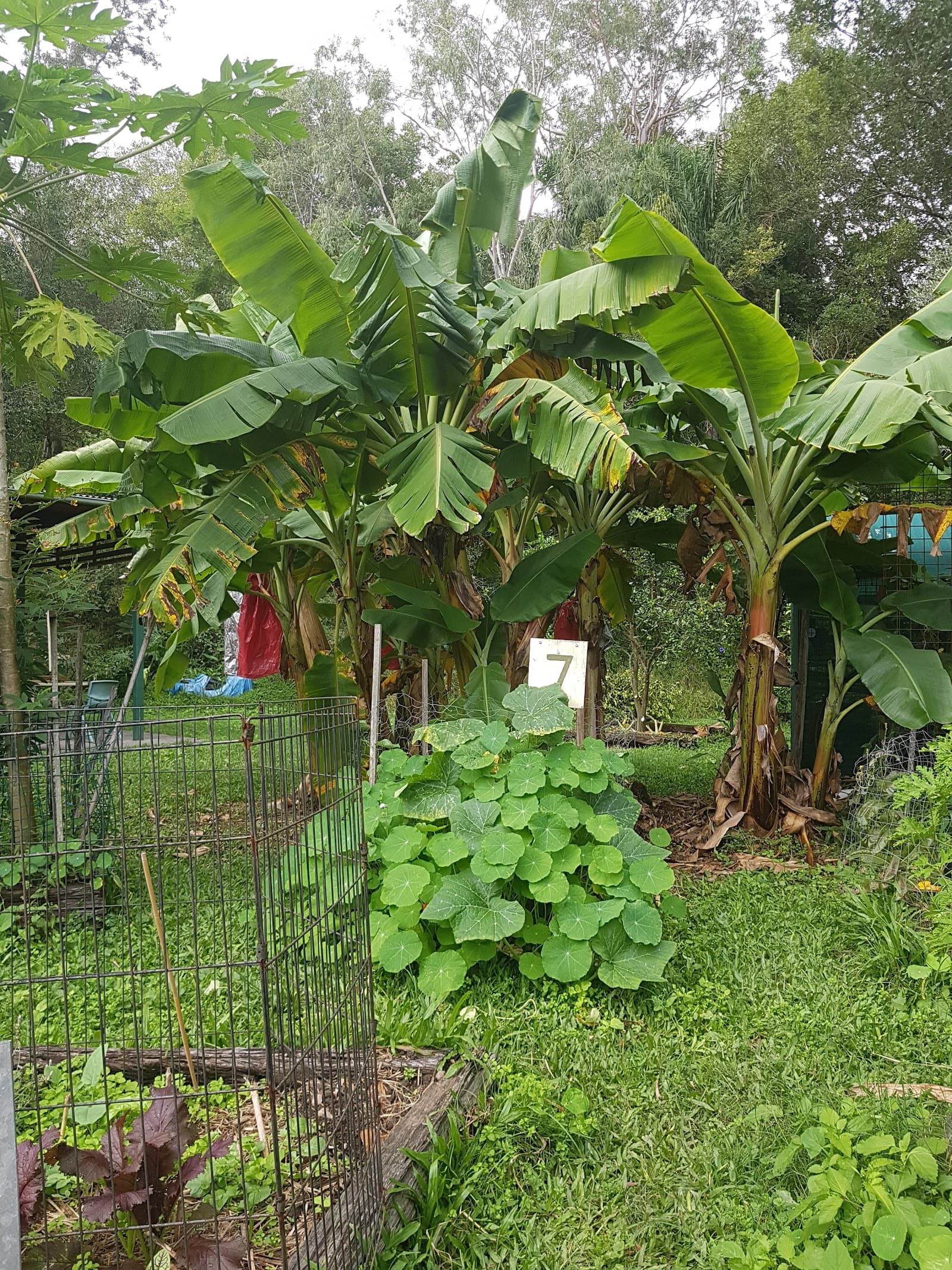 Vera Street Community Garden — Toowong, Brisbane