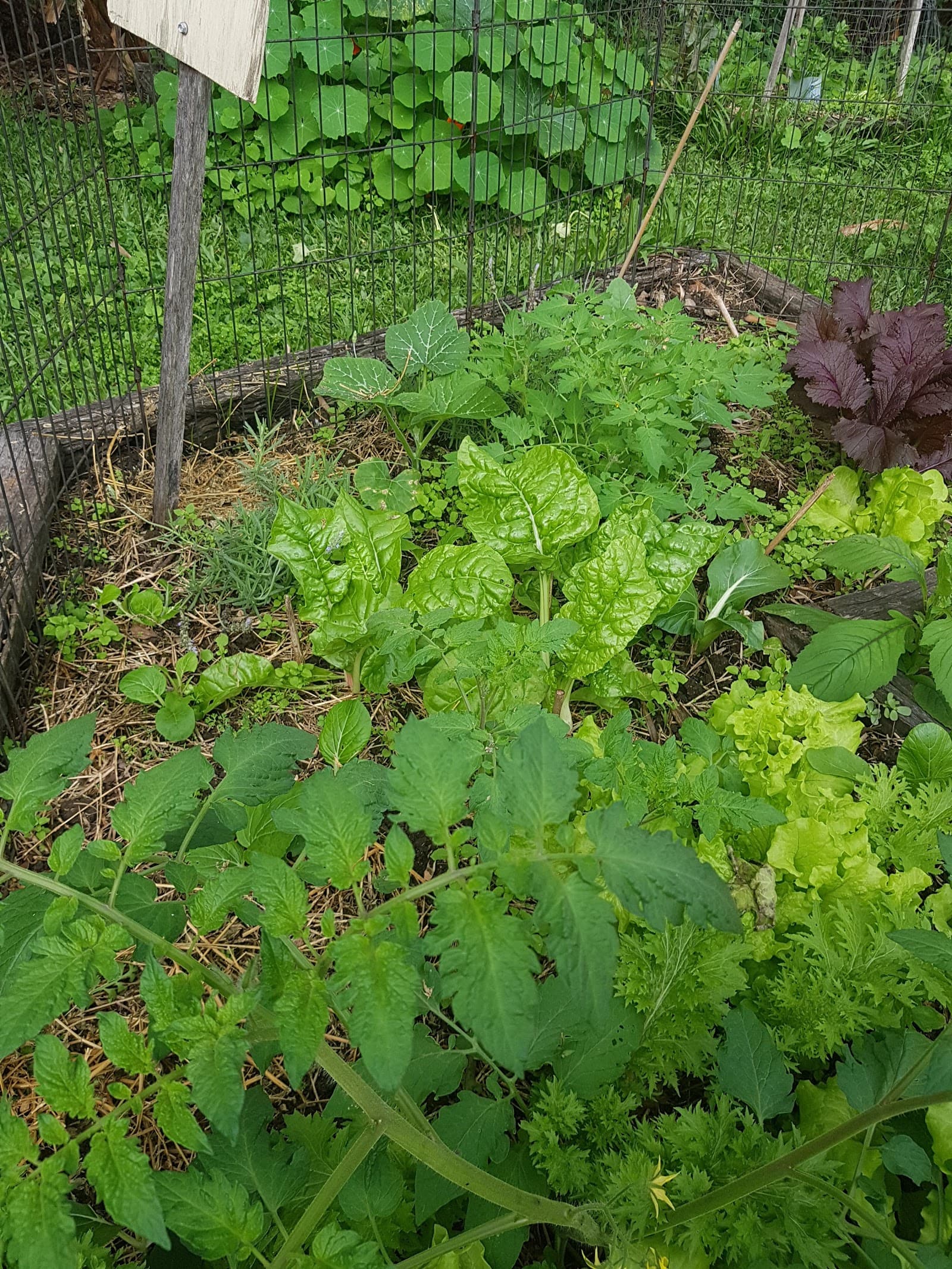 Vera Street Community Garden — Toowong, Brisbane