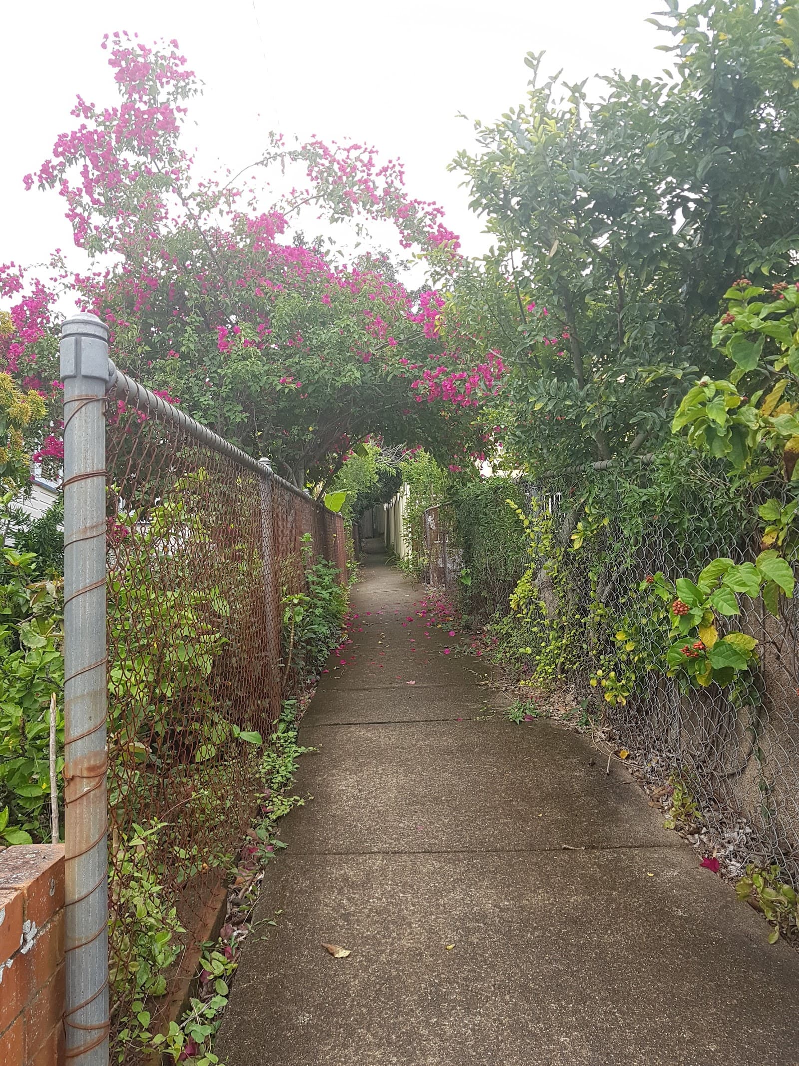 Vera Street Community Garden — Toowong, Brisbane