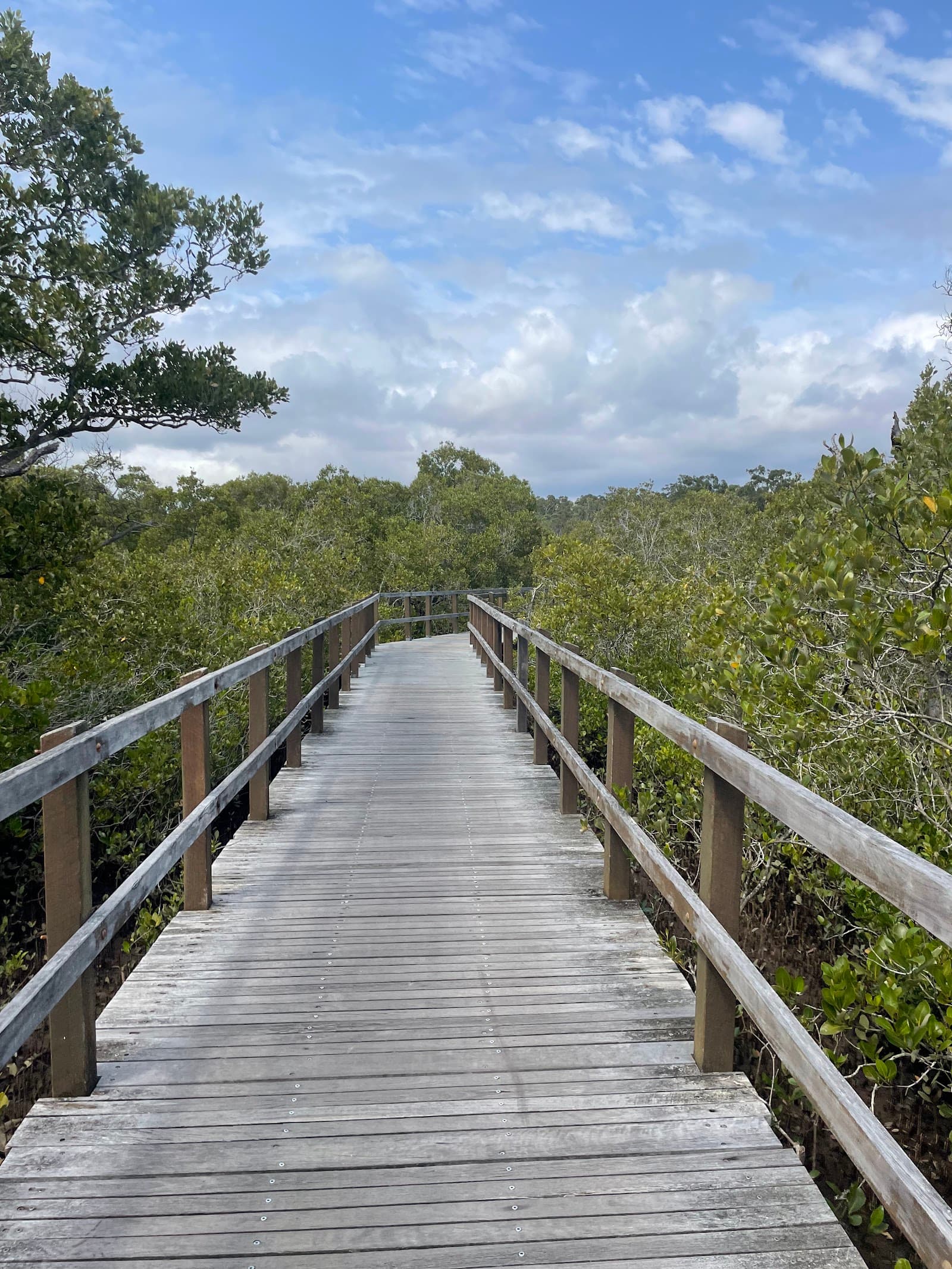 Lota Creek Boardwalk — Manly, Brisbane