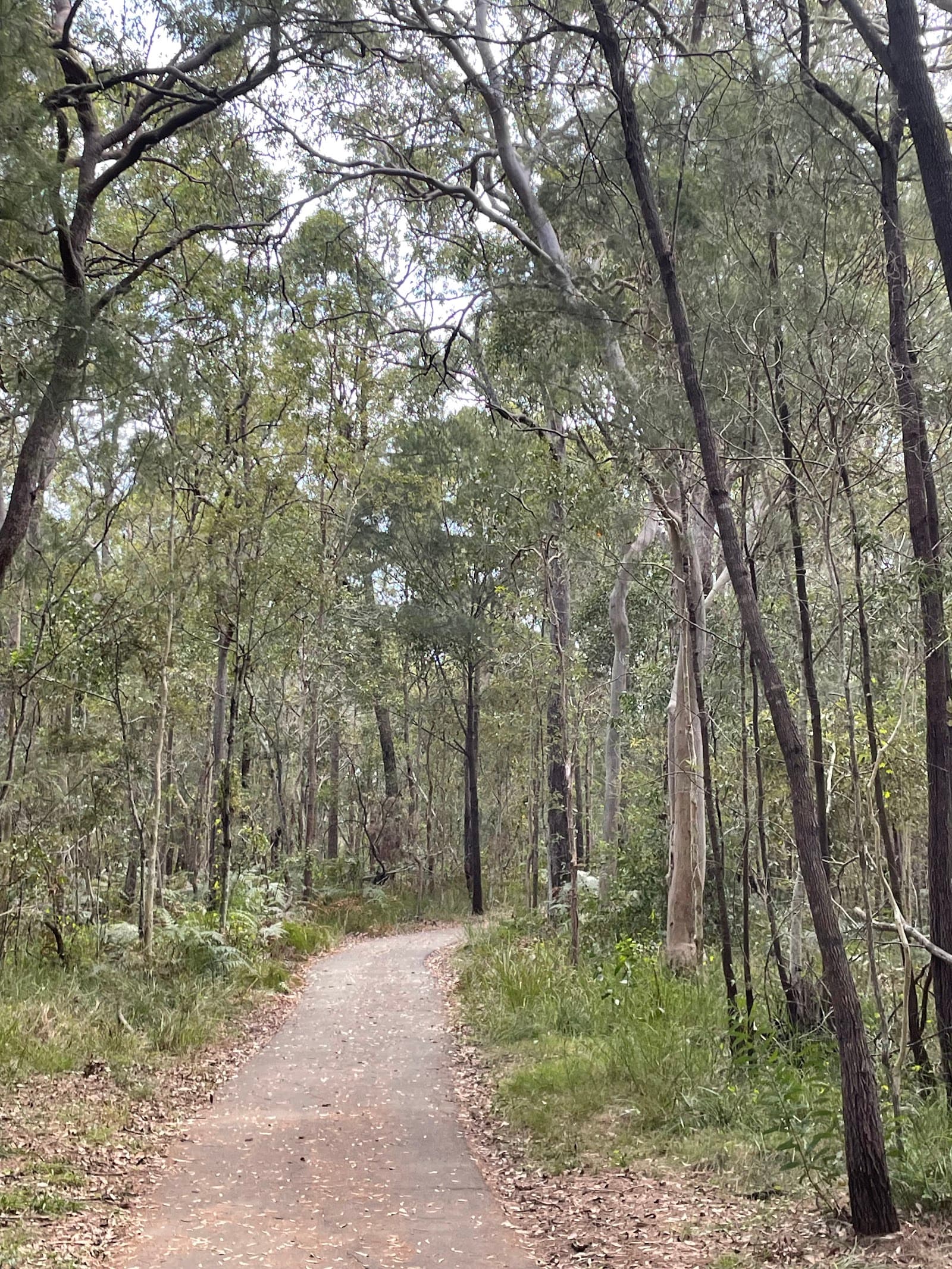 Lota Creek Boardwalk — Manly, Brisbane