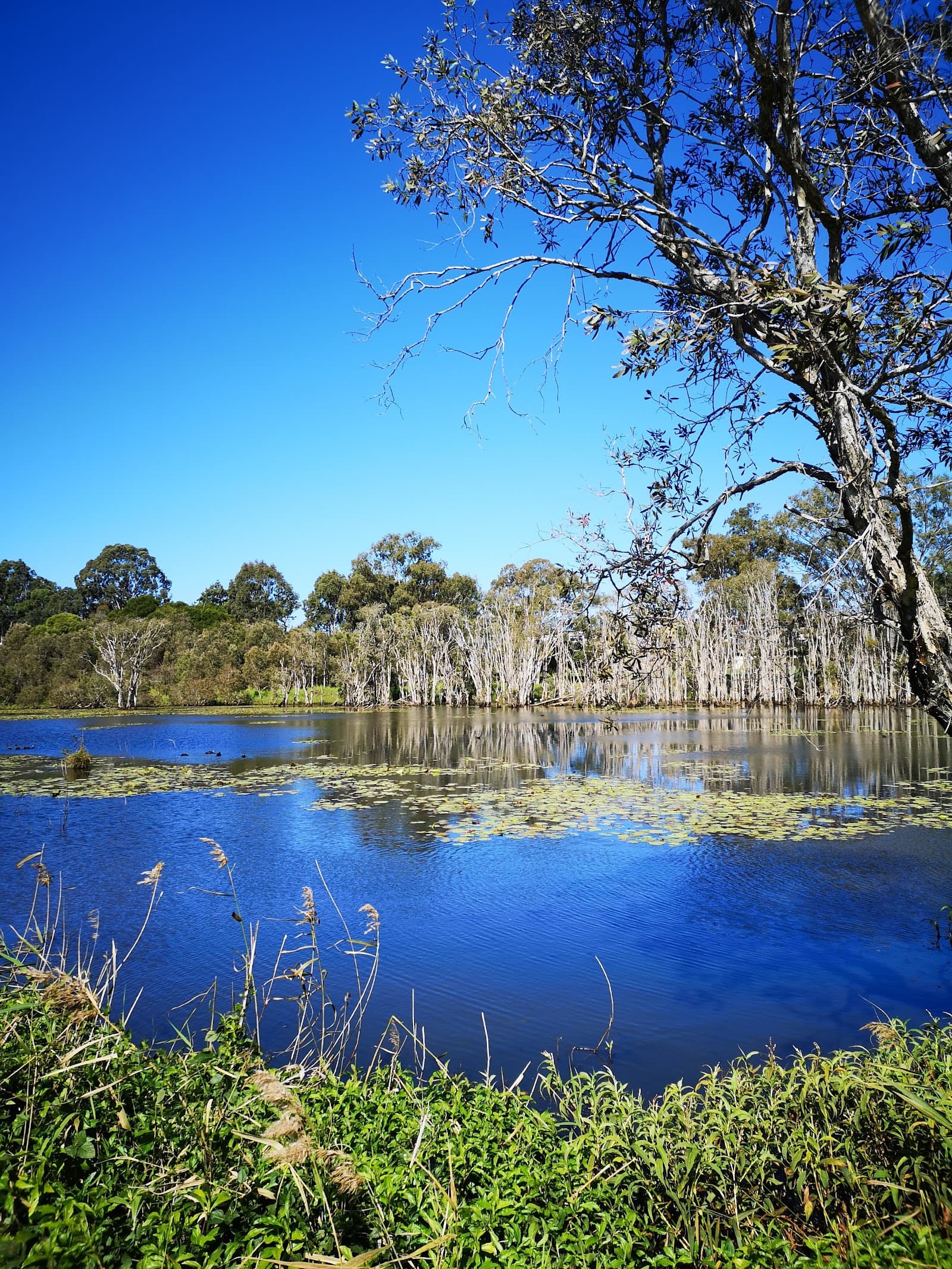 Sandy Camp Road Wetlands Reserve — Wynnum, Brisbane