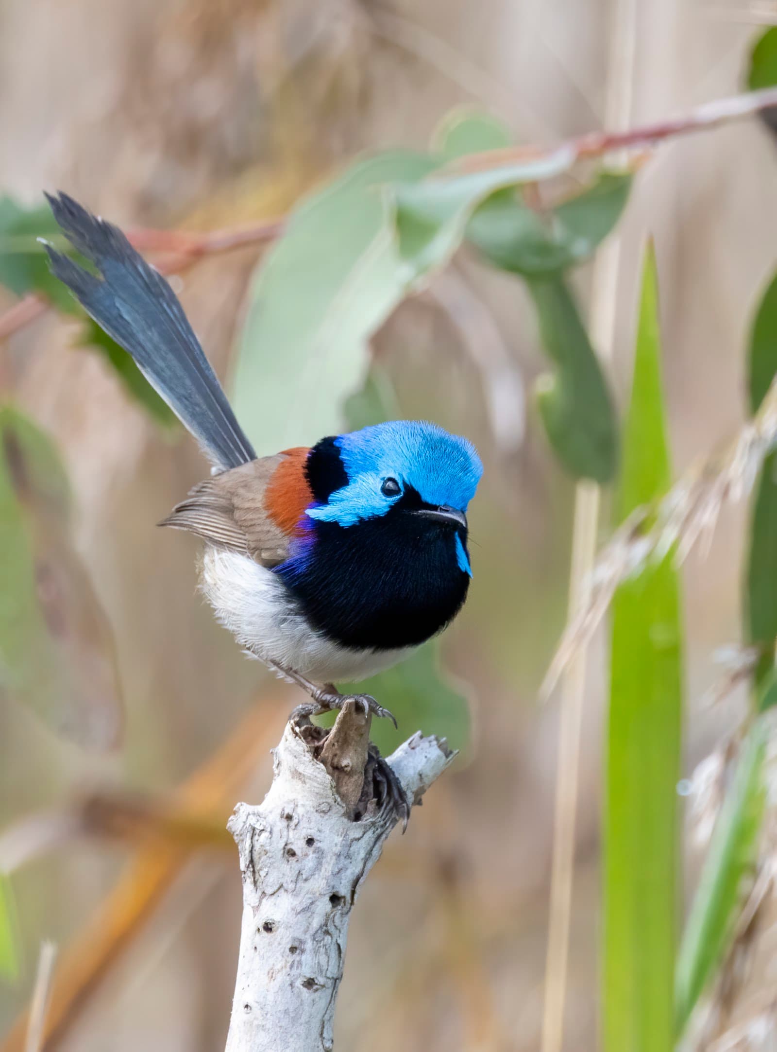 Sandy Camp Road Wetlands Reserve — Wynnum, Brisbane