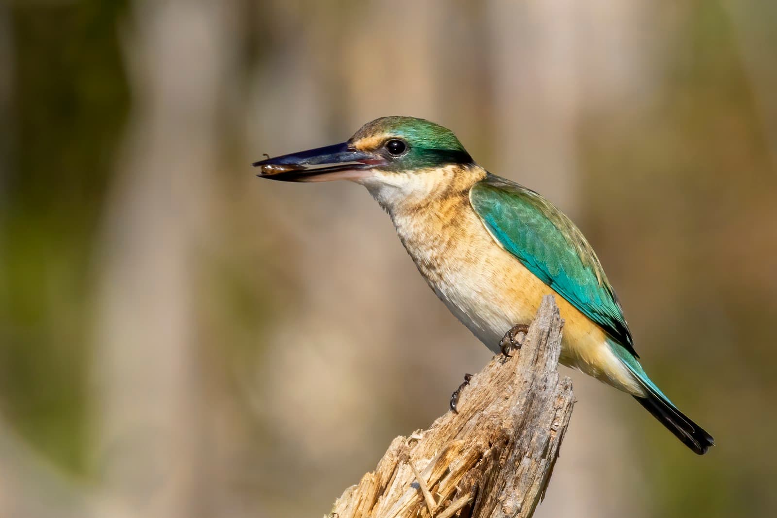 Sandy Camp Road Wetlands Reserve — Wynnum, Brisbane