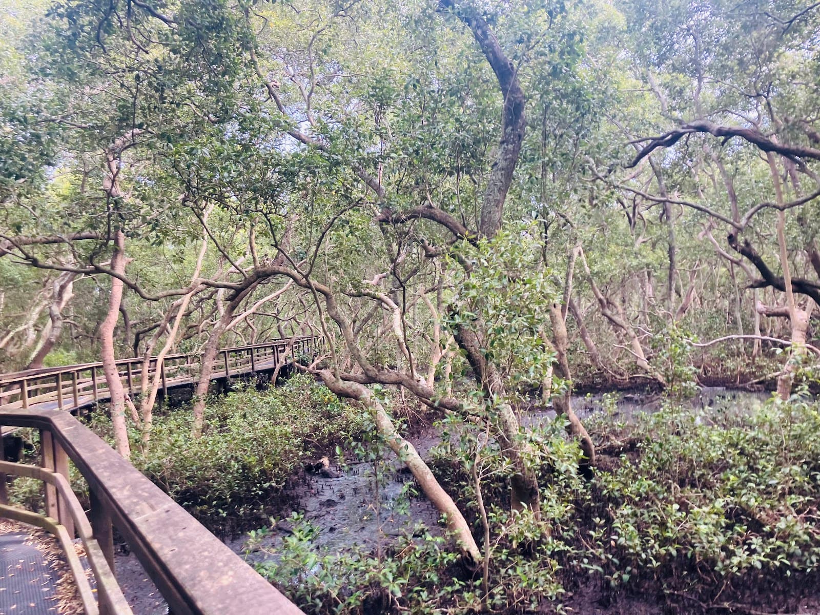Council Free Public Tidal Bird Hide Boardwalk Loop — Port Of Brisbane, Brisbane