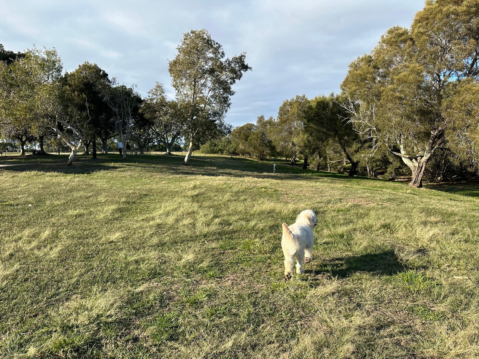 Elanora Park Fenced Dog Park — Wynnum, Brisbane
