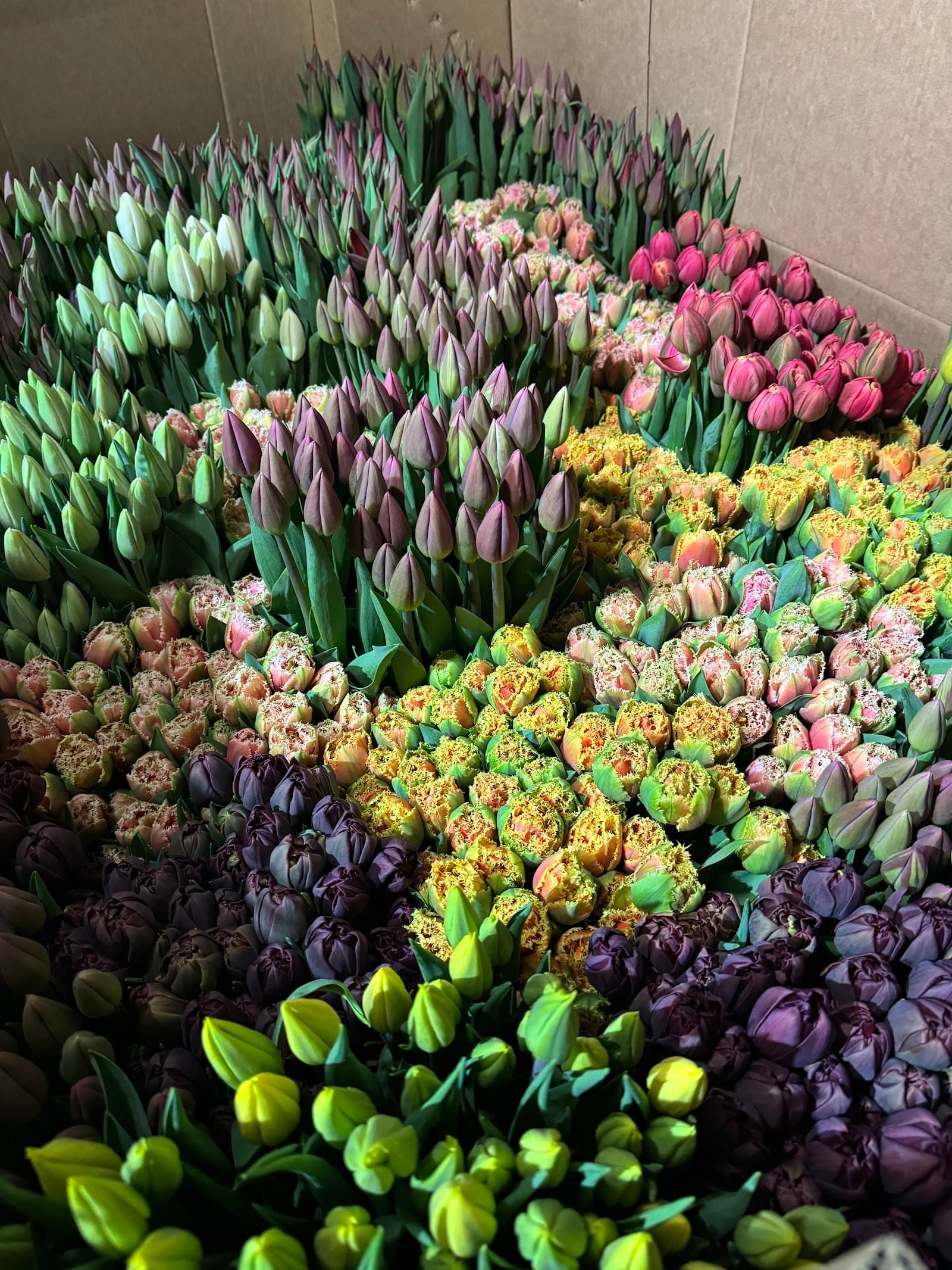 Farmgate Flowers Direct — Toowong, Brisbane