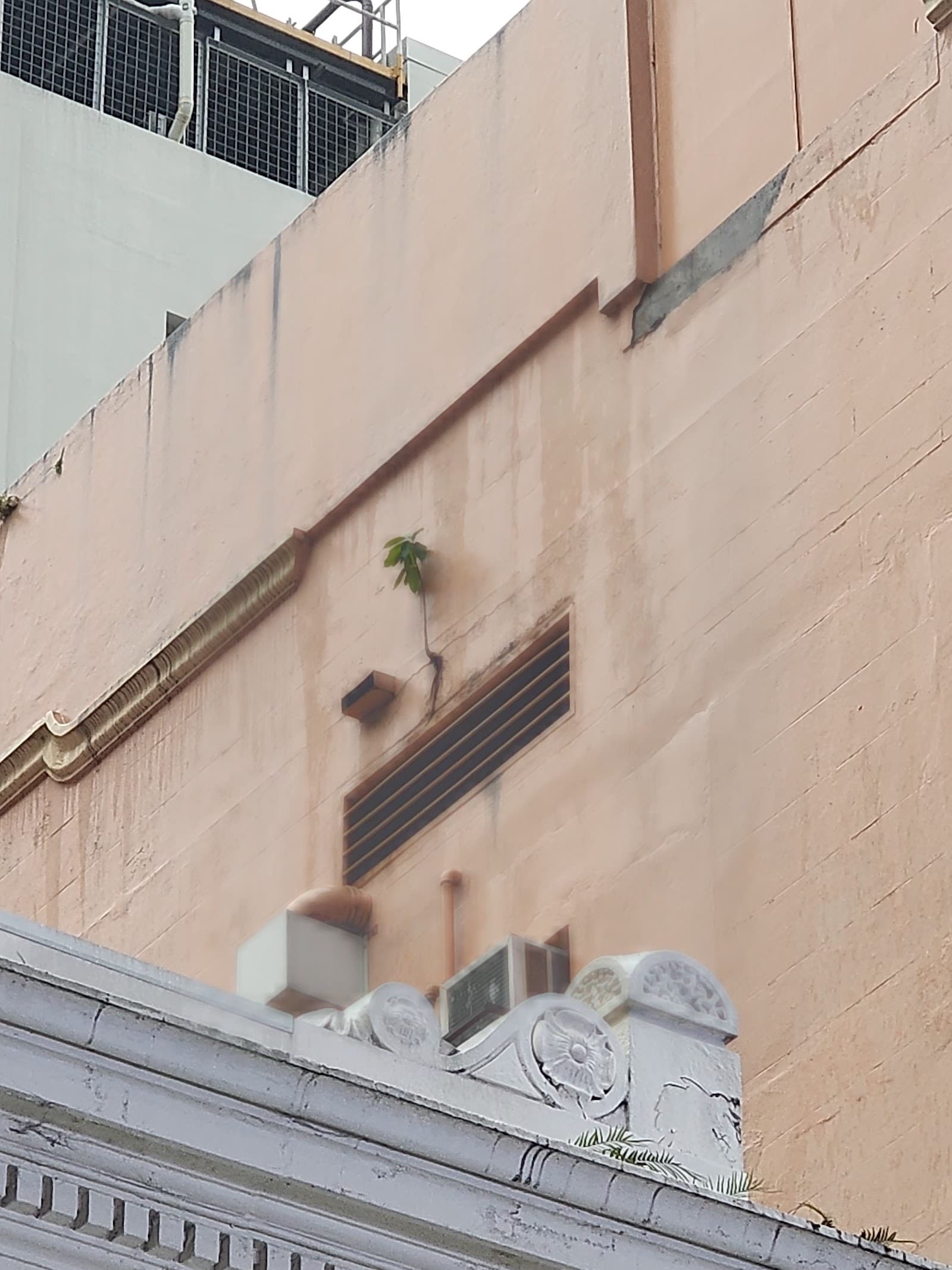 The Lone Tree Amongst the Architecture — Milton, Brisbane