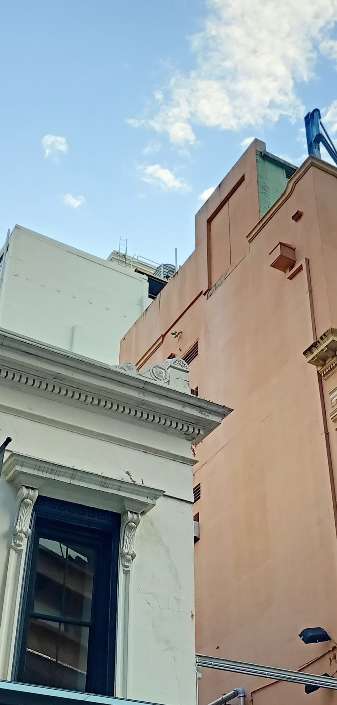 The Lone Tree Amongst the Architecture — Milton, Brisbane