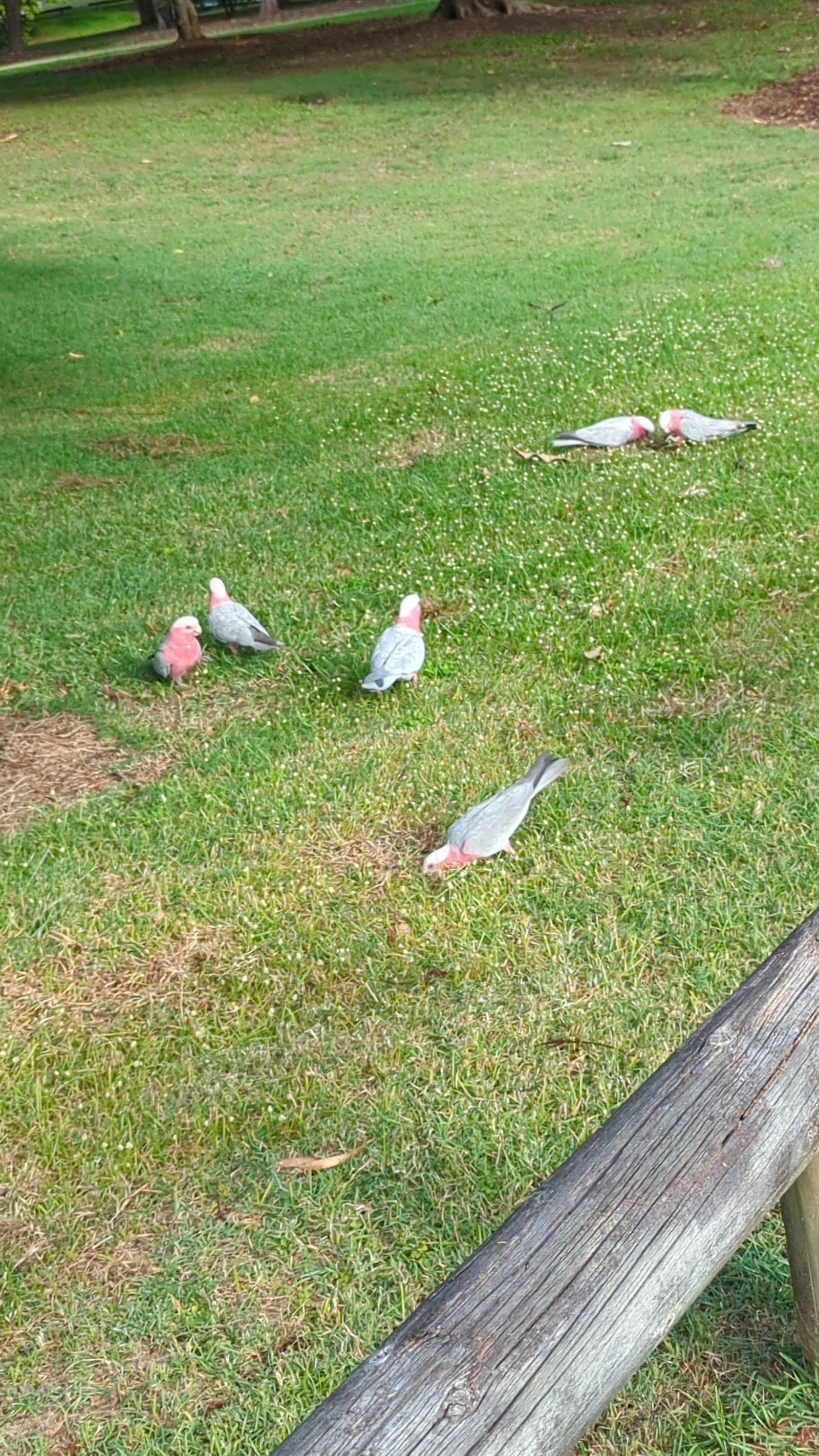 Frederick Annand Park — Chermside West, Brisbane