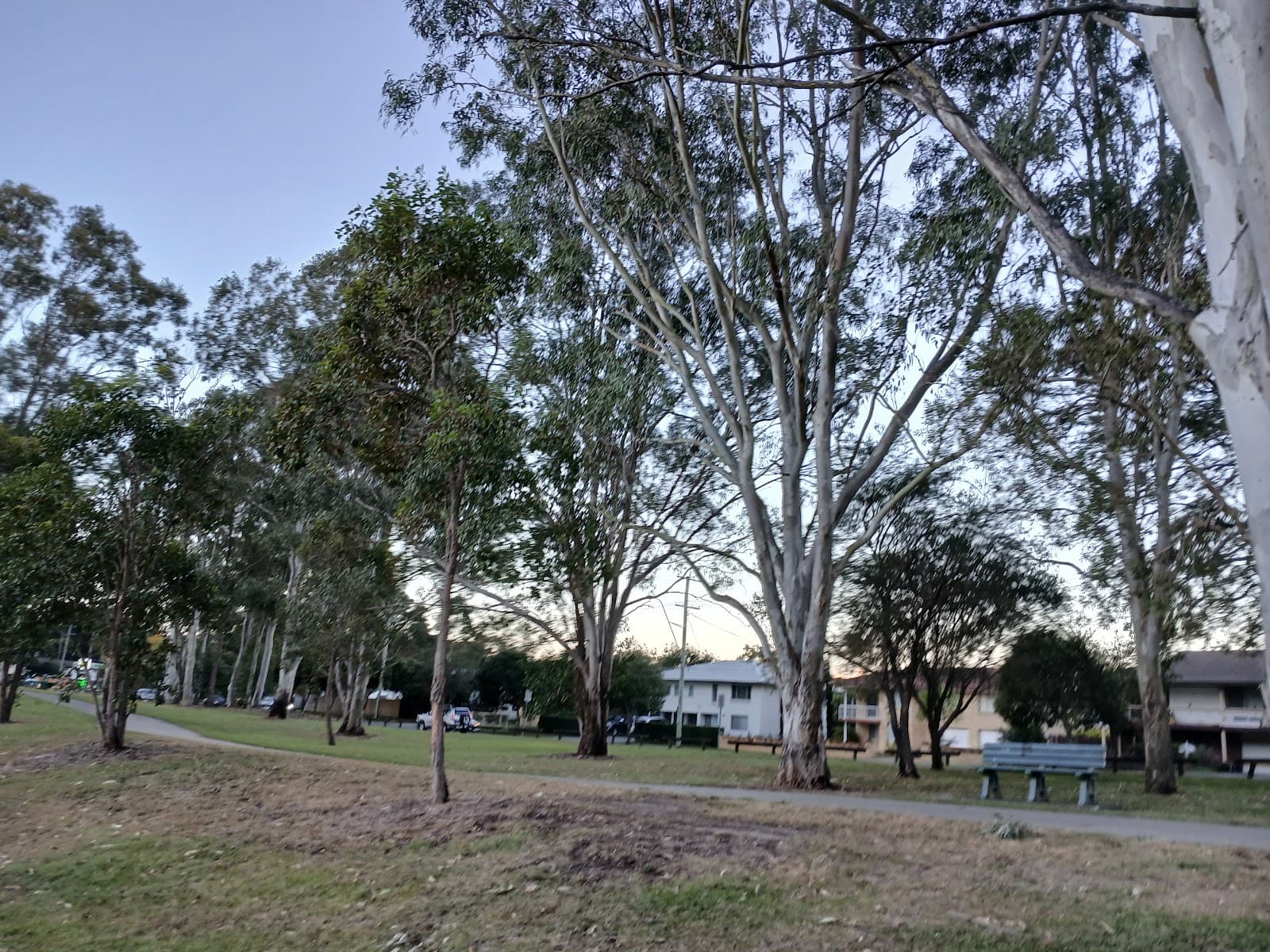 Gauntlet of Magpies — Chermside, Brisbane